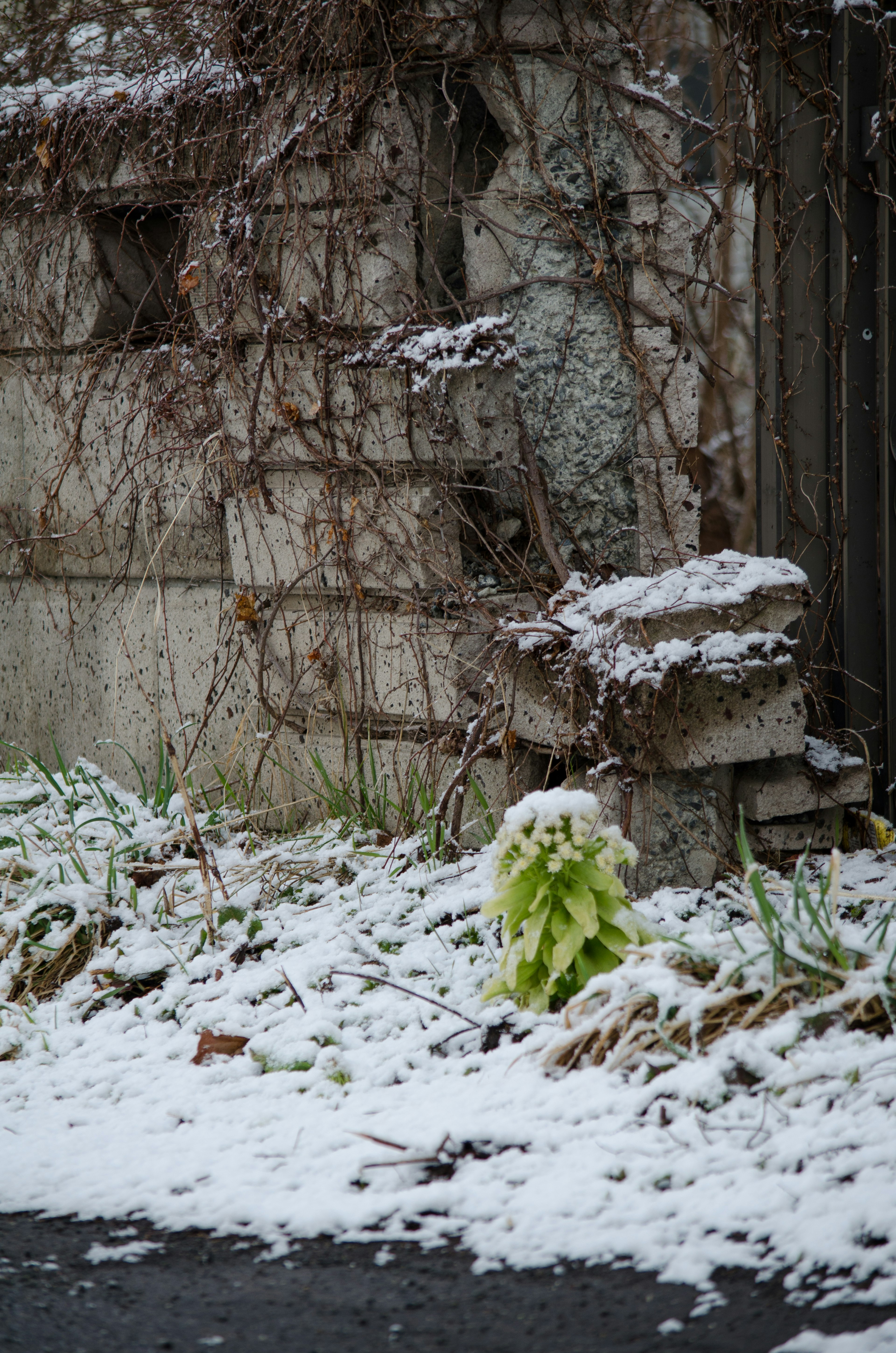 Von Schnee bedeckter Boden mit einer Wand und Pflanzen Eine verwitterte Wand, die mit Efeu bedeckt ist, mit Schnee auf dem Boden