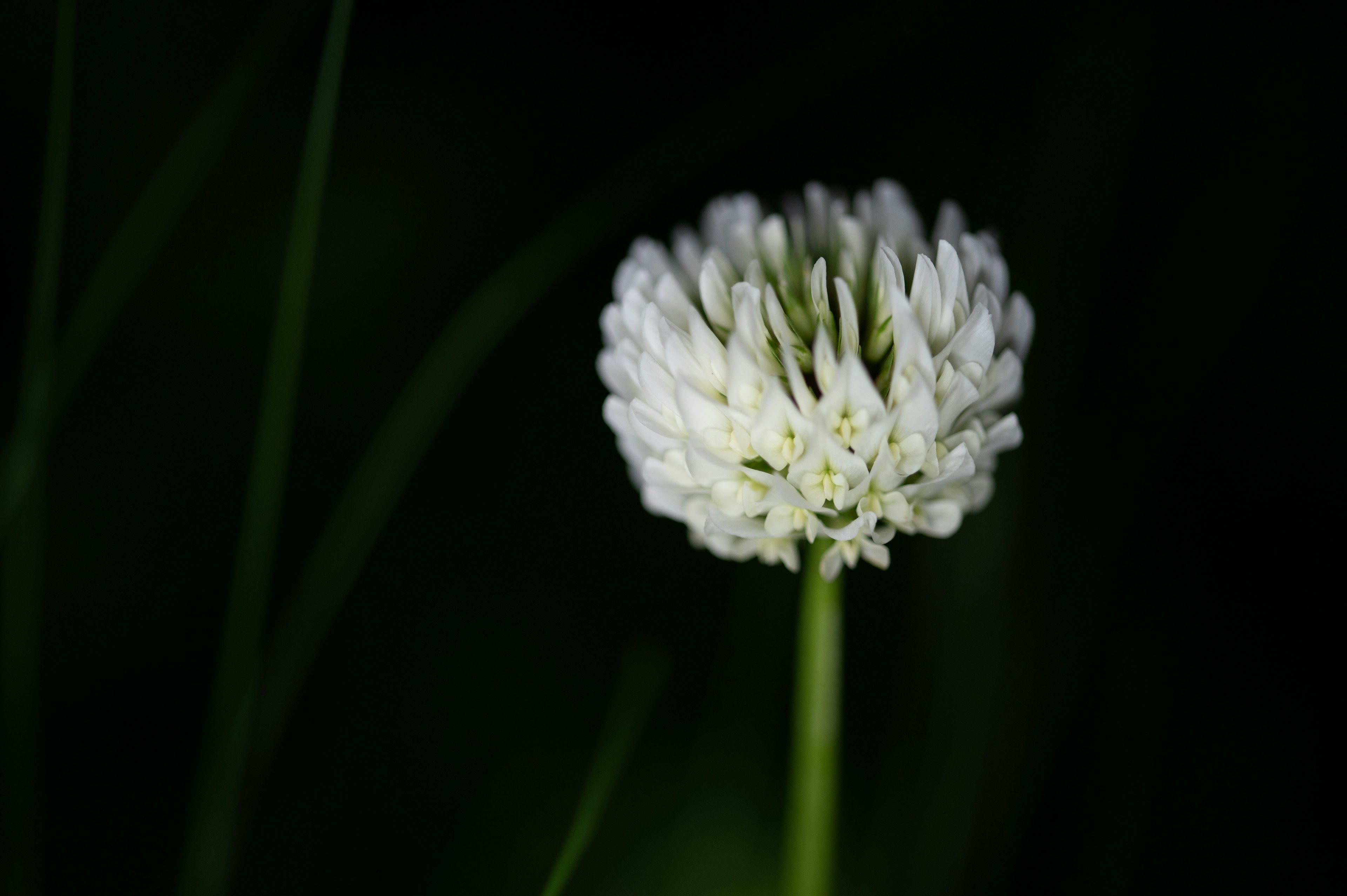 Eine weiße Kleeblume hebt sich vor einem dunklen Hintergrund ab