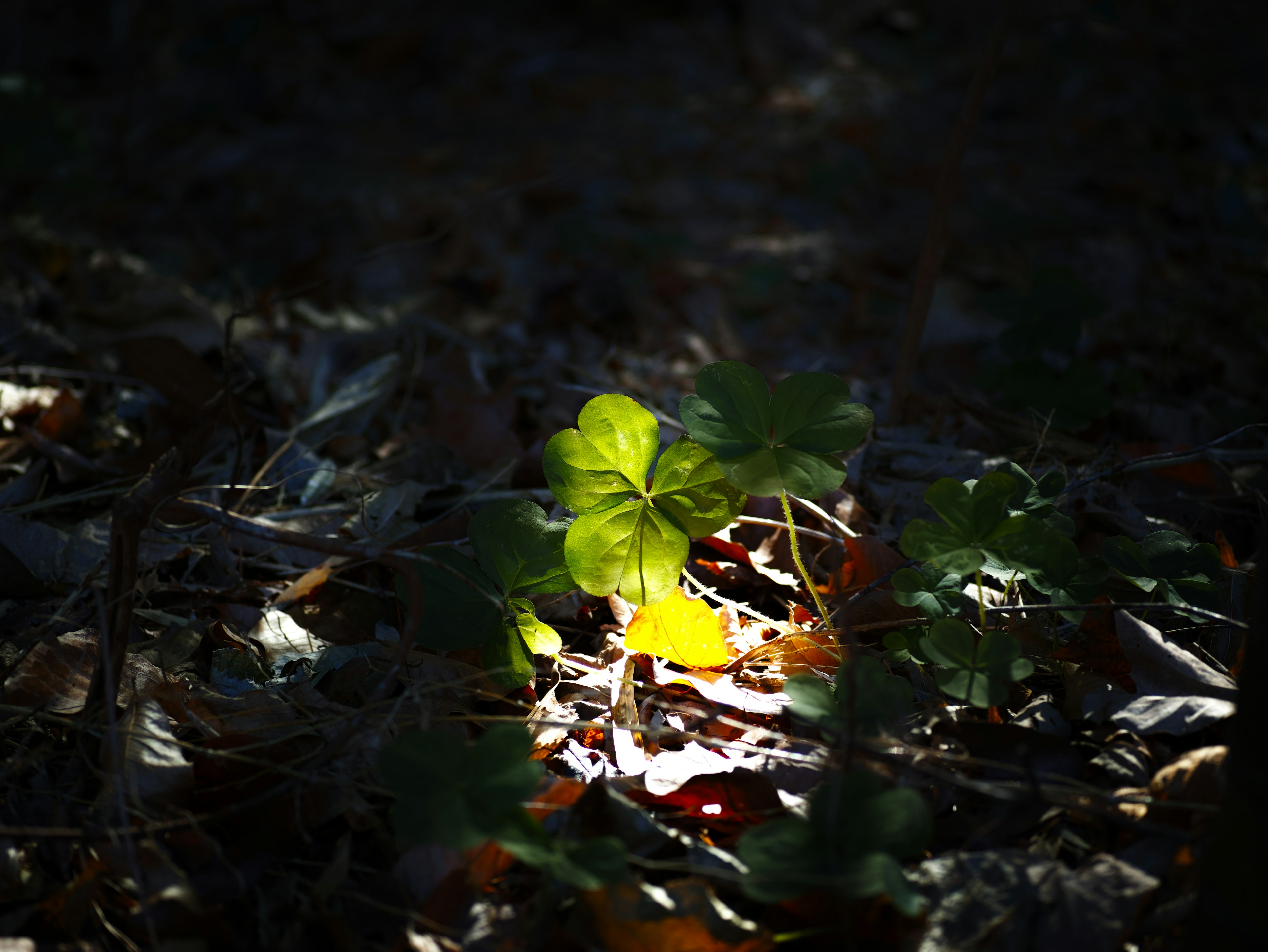 Foglia verde illuminata in una foresta scura