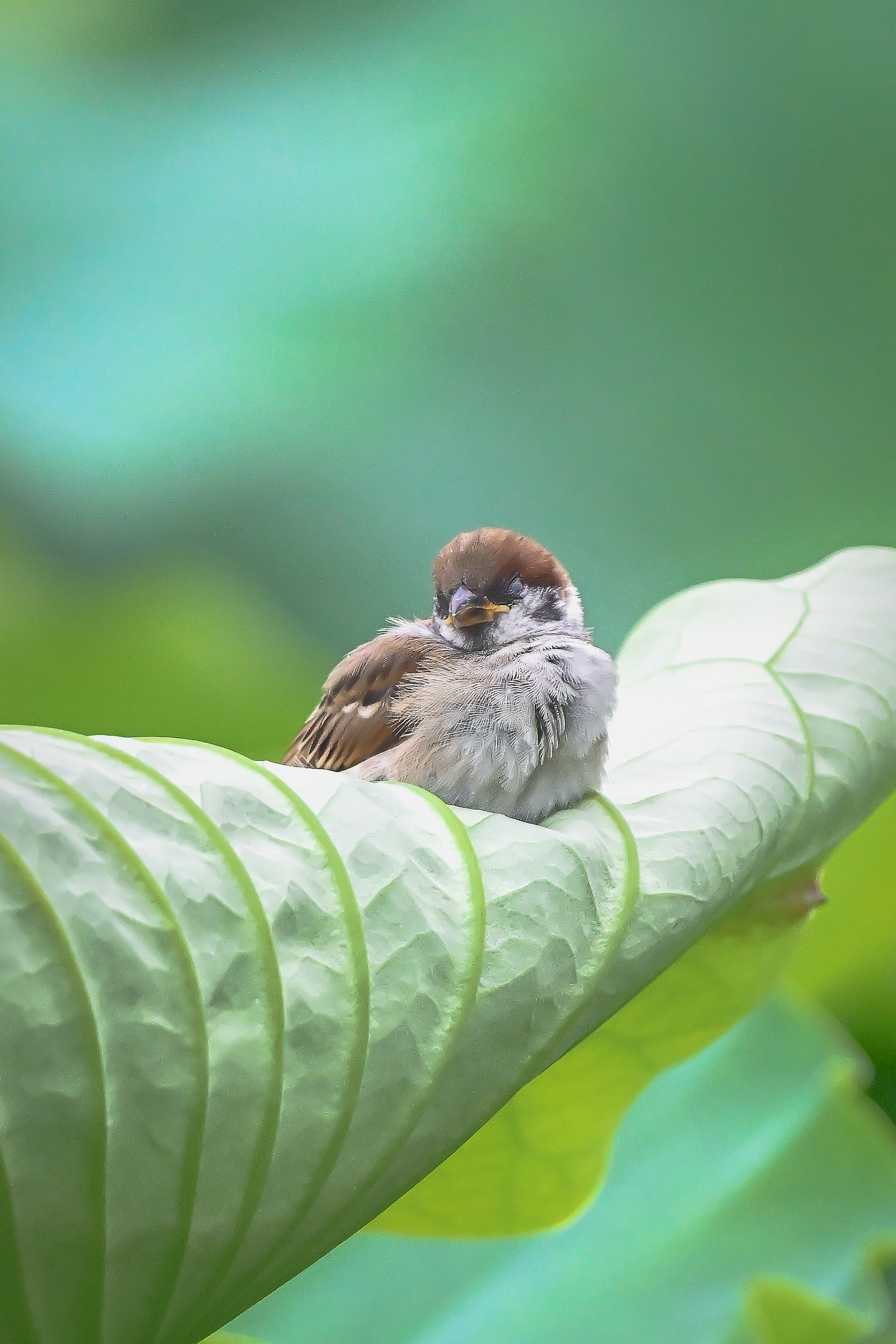 Nahaufnahme eines kleinen Vogels, der auf einem grünen Blatt sitzt