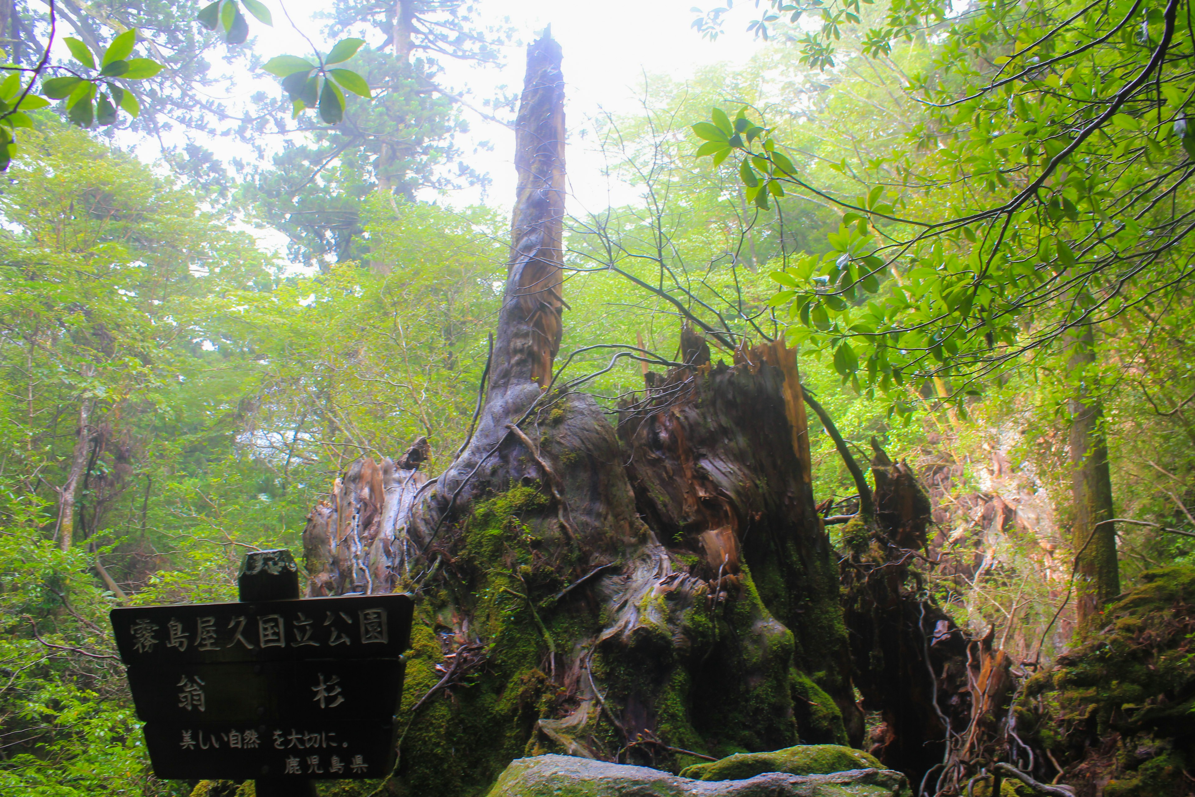 Un árbol caído gigante en un bosque verde con un cartel