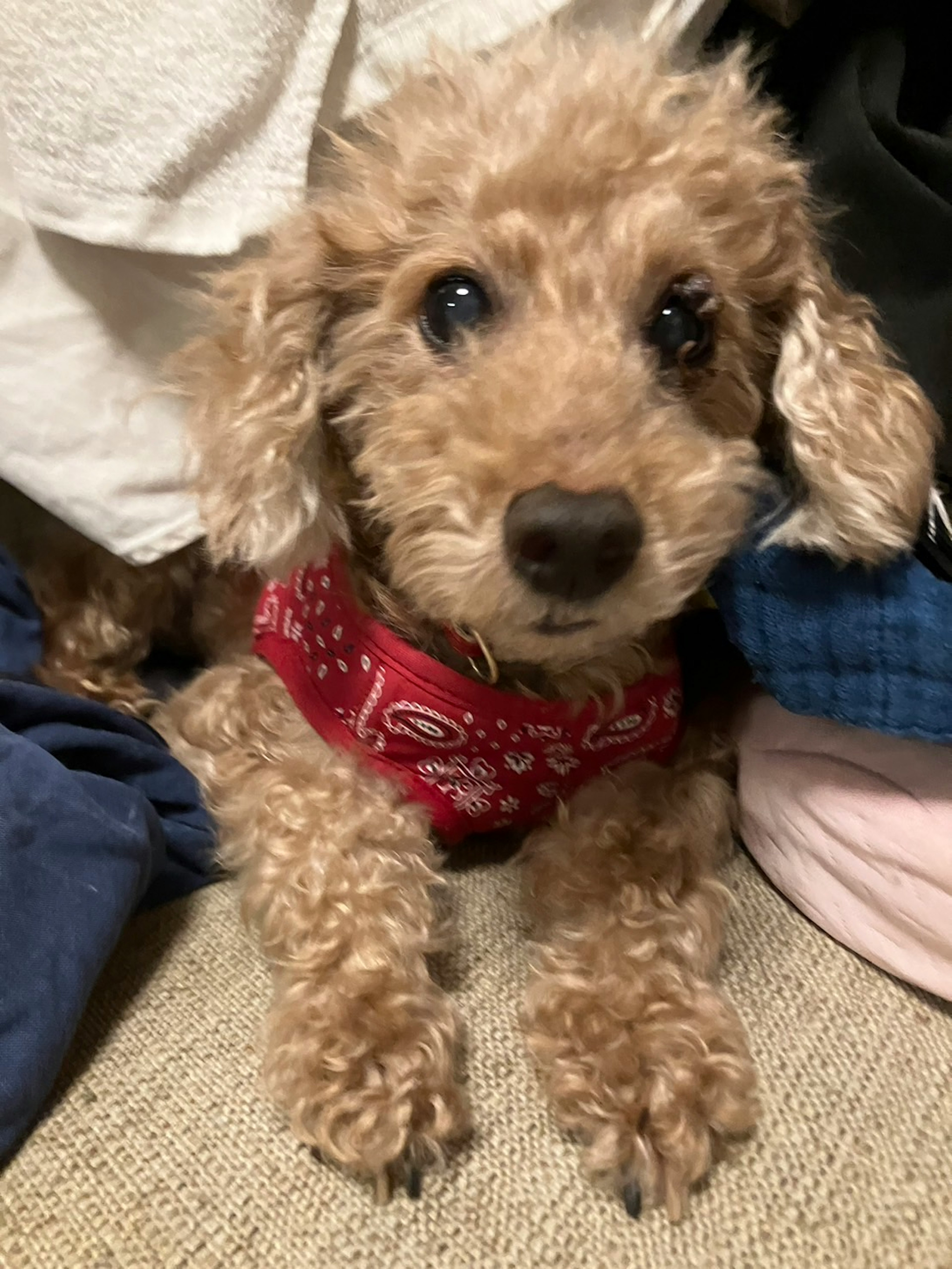 Brown poodle wearing a red bandana