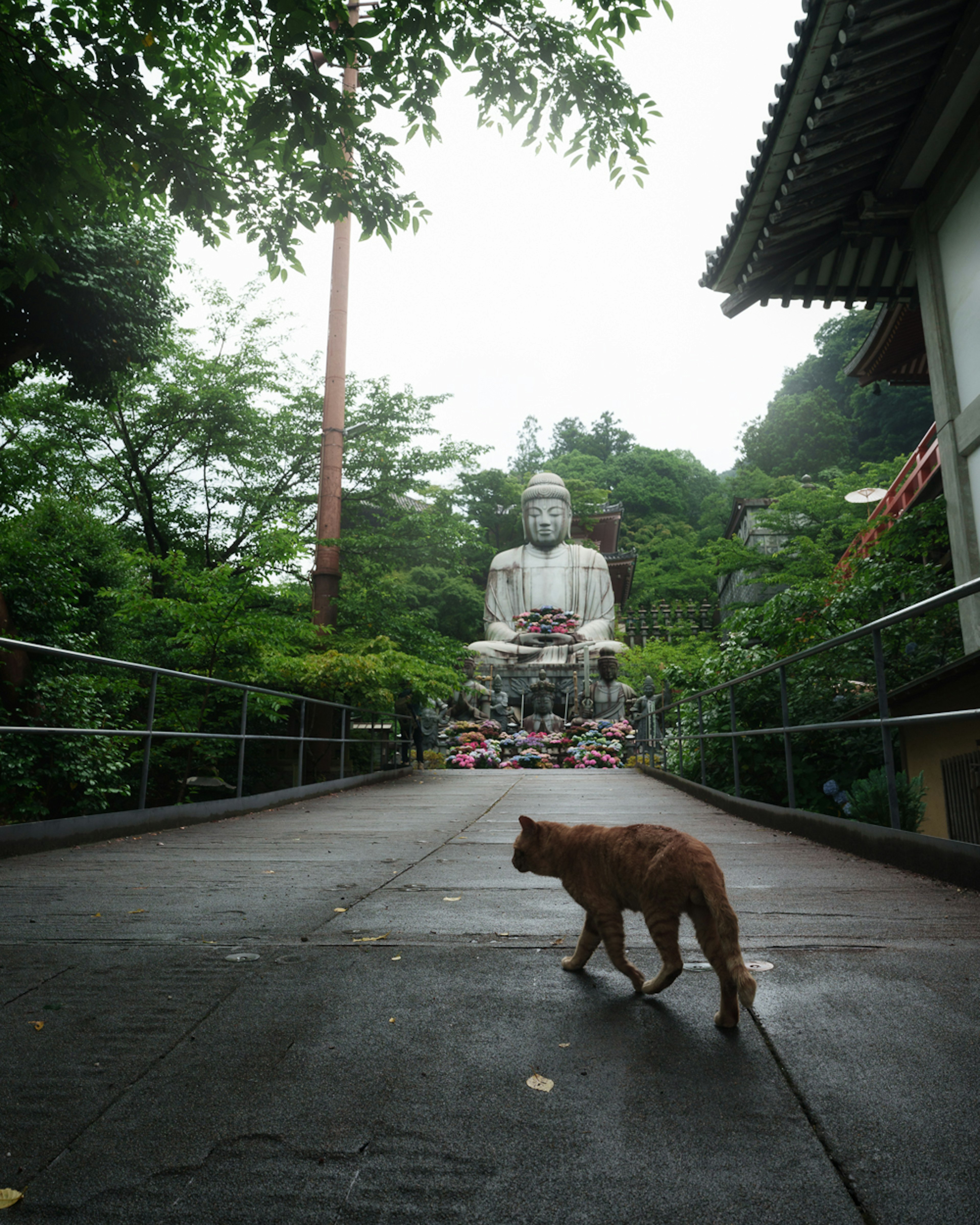 猫が歩いている仏像の前の道の風景