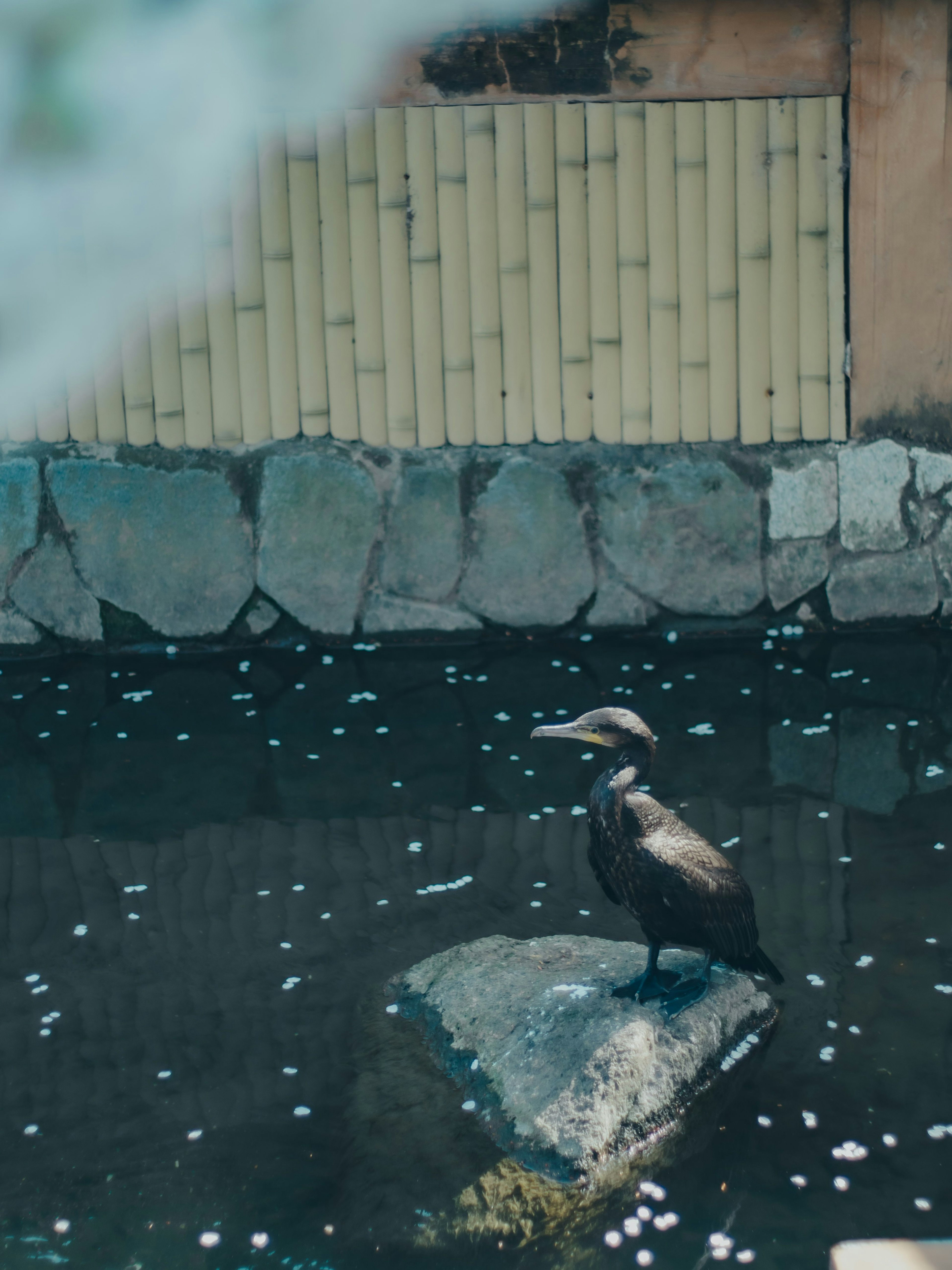 一隻鳥站在水邊的岩石上，背景是竹子圍欄