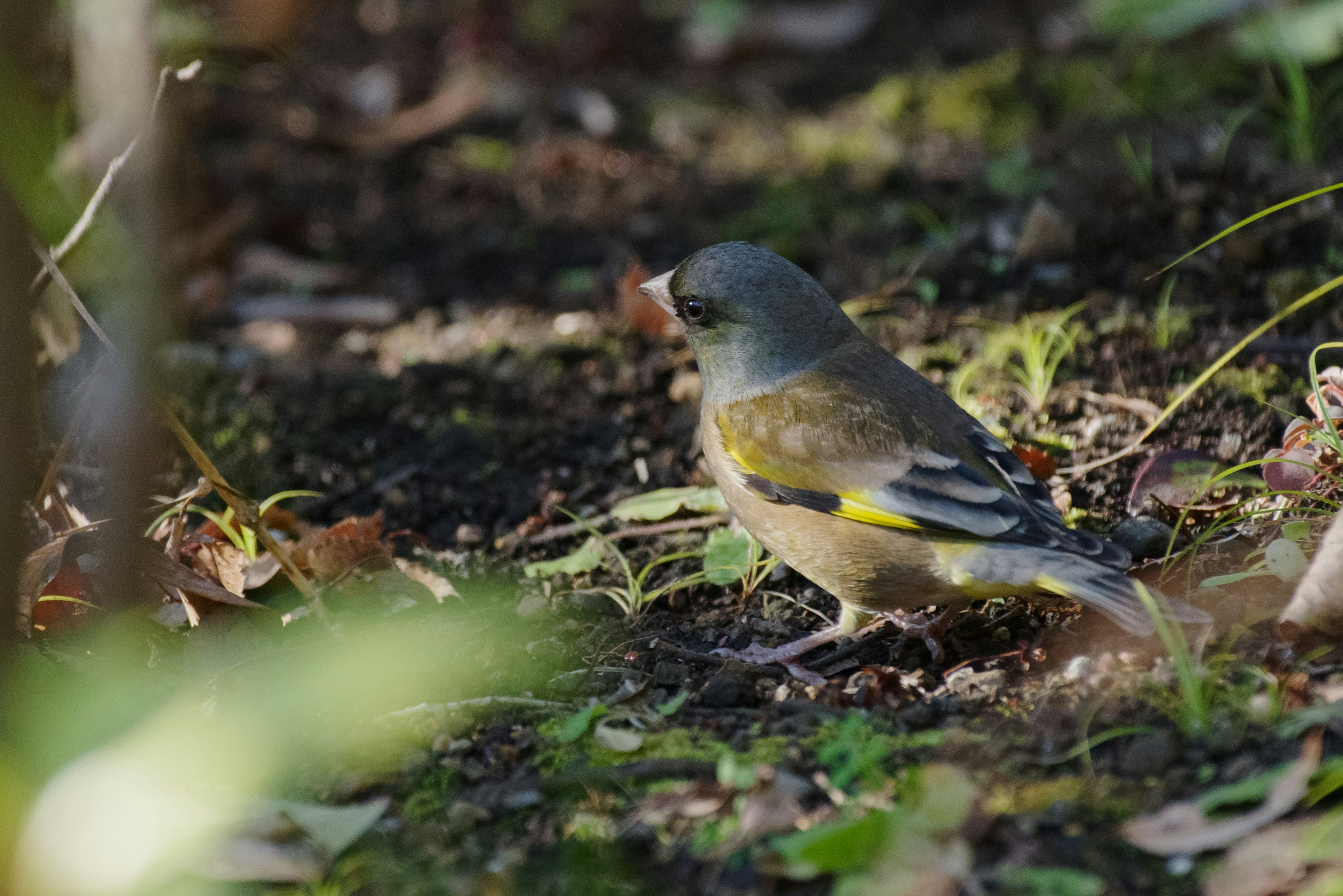 地面にいる小さな鳥の緑色と黄色の羽