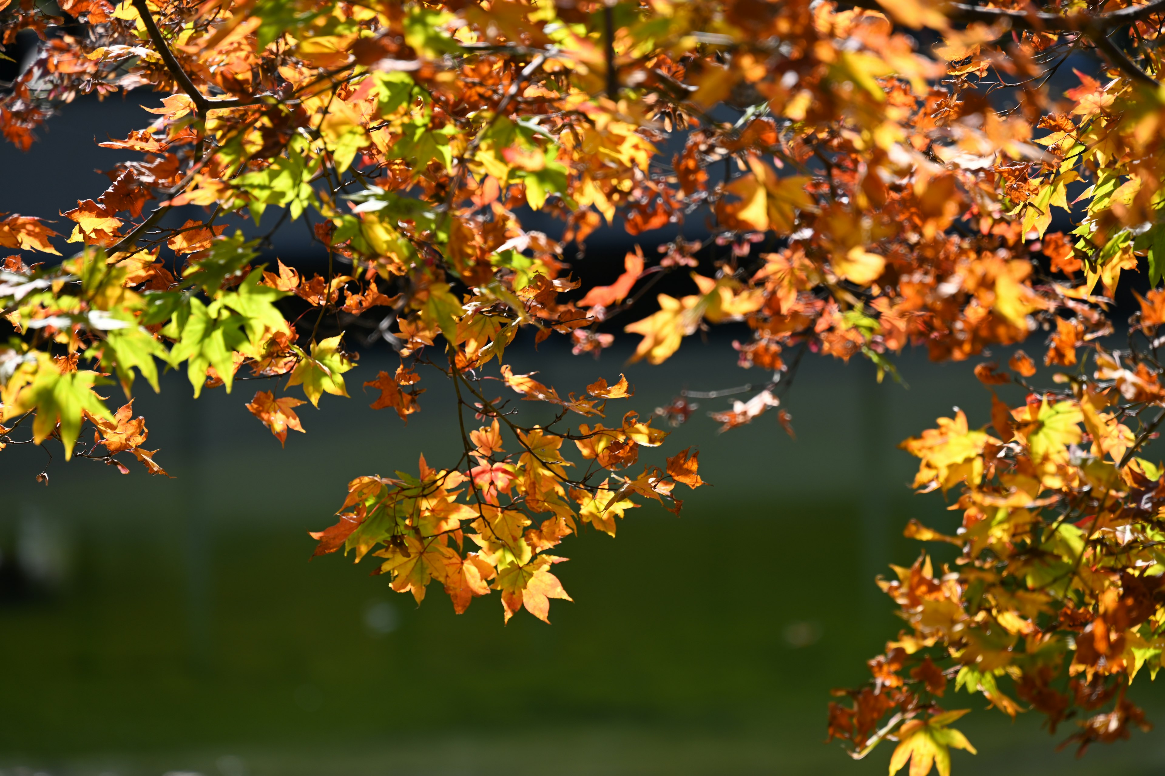 Foglie d'autunno vibranti in tonalità di arancione e giallo