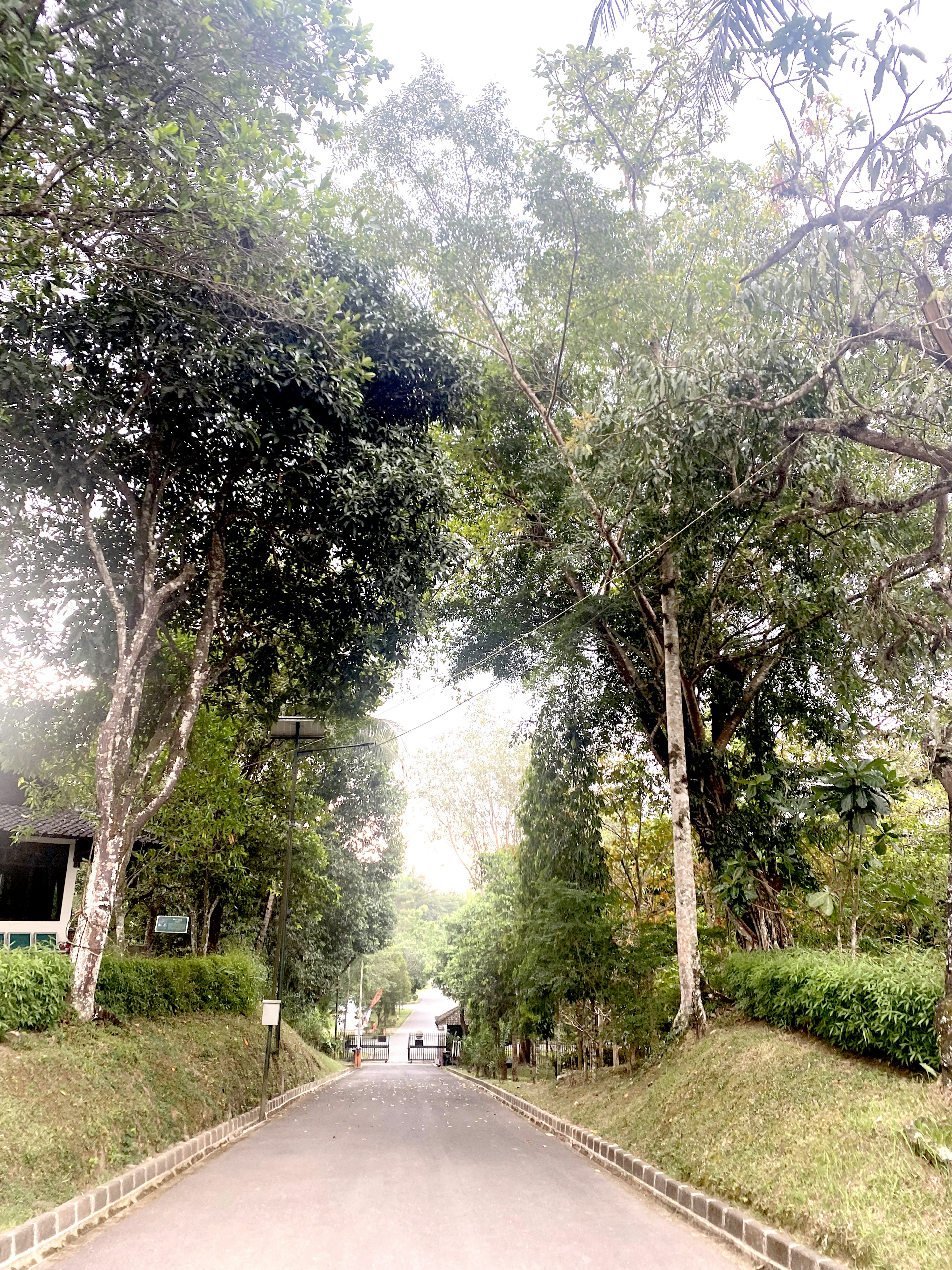 Sentier paisible bordé de verdure luxuriante et d'arbres majestueux