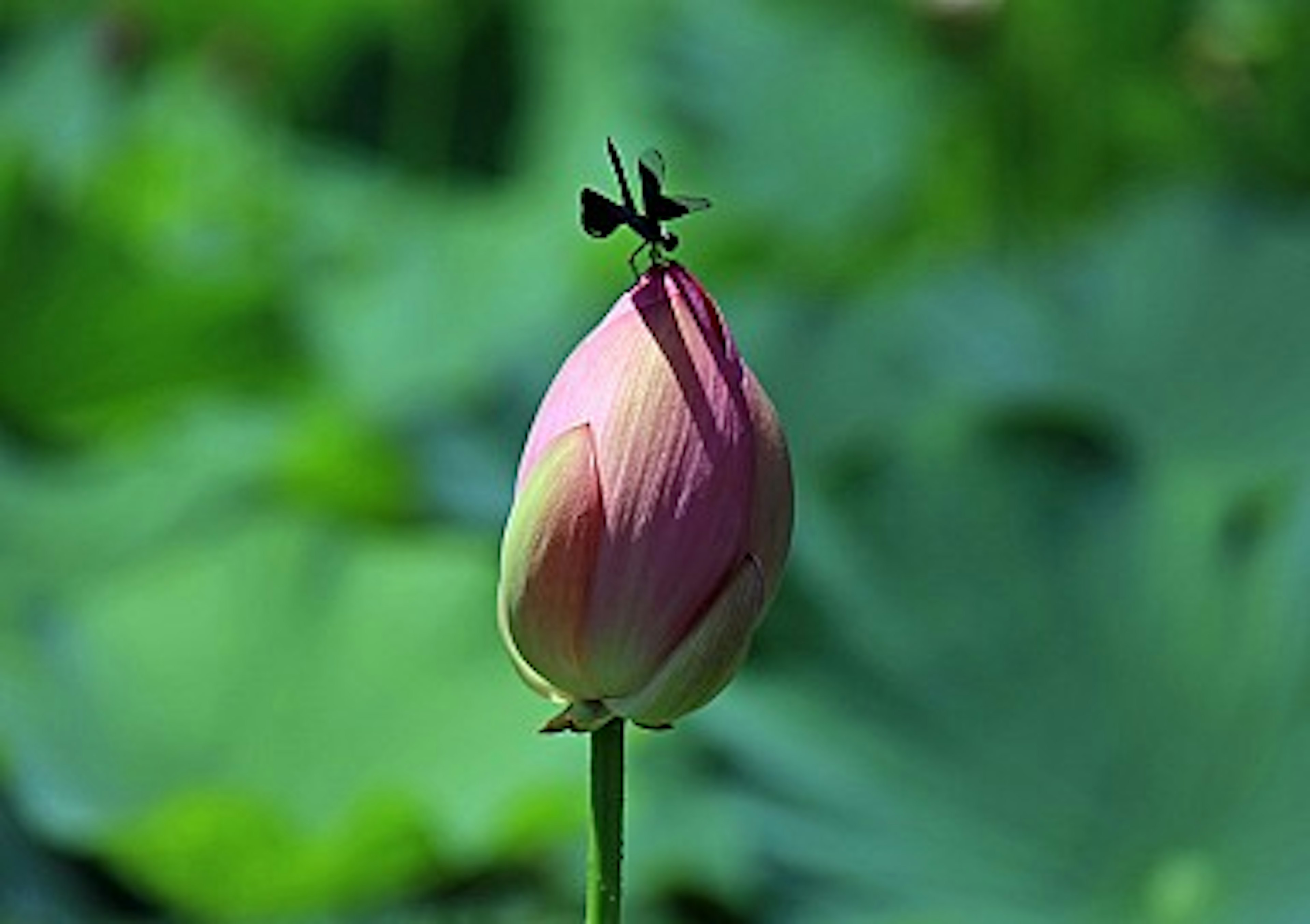 Un bel bocciolo di loto rosa con un piccolo insetto in cima