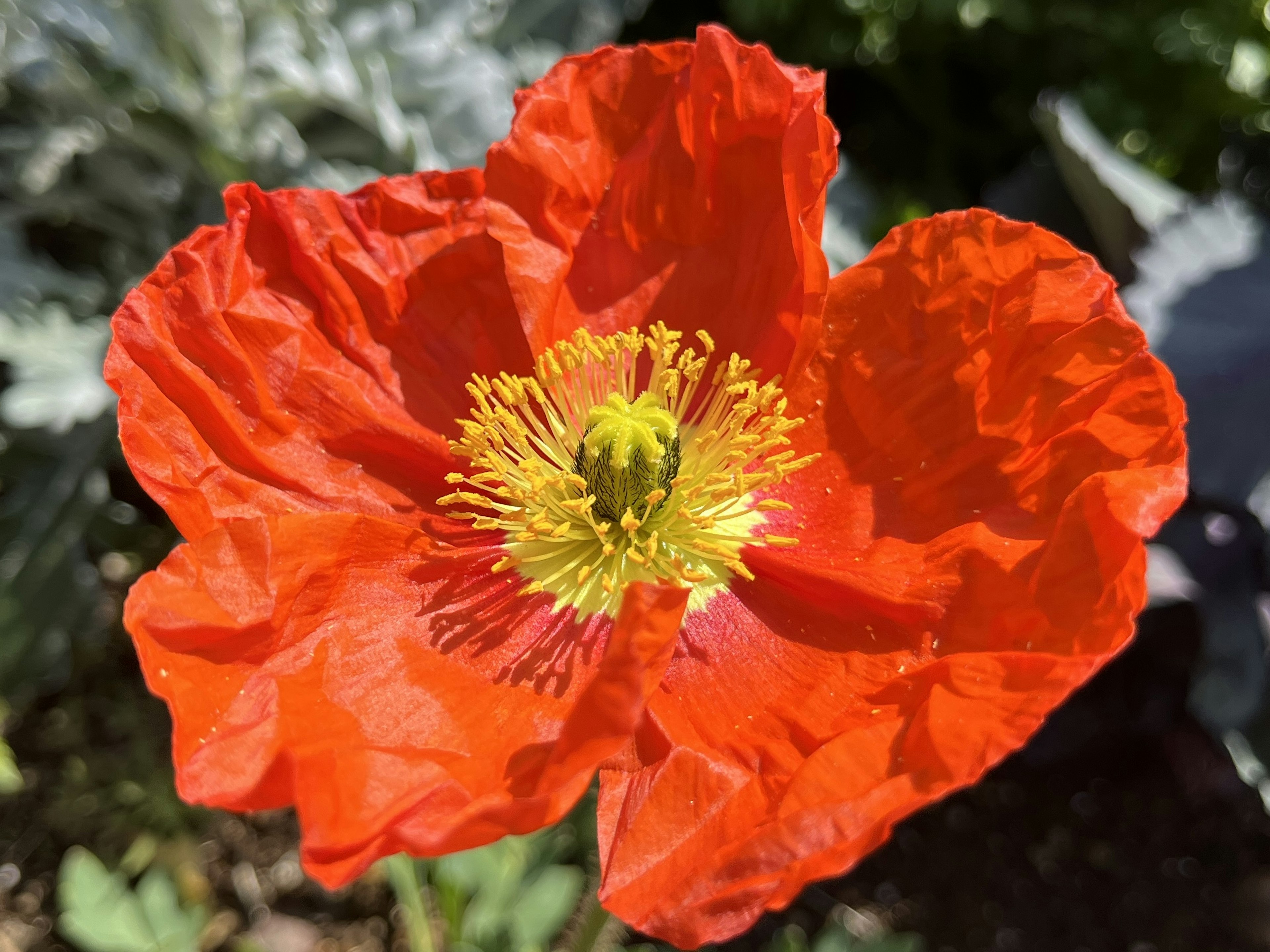 Fiore di papavero rosso brillante con stami gialli al centro