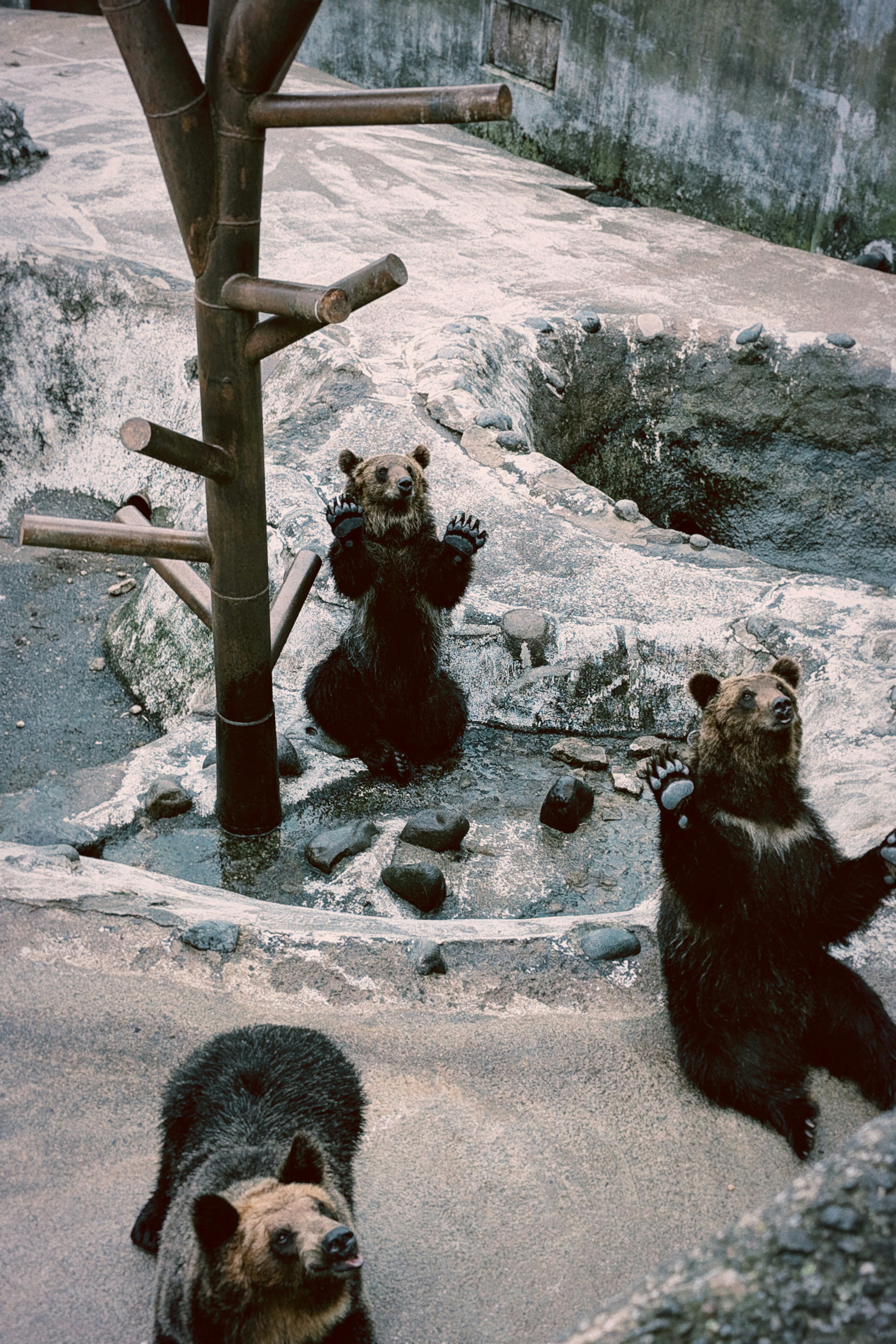 動物園で遊ぶクマたちの写真二匹が立ち上がり木の近くにいる