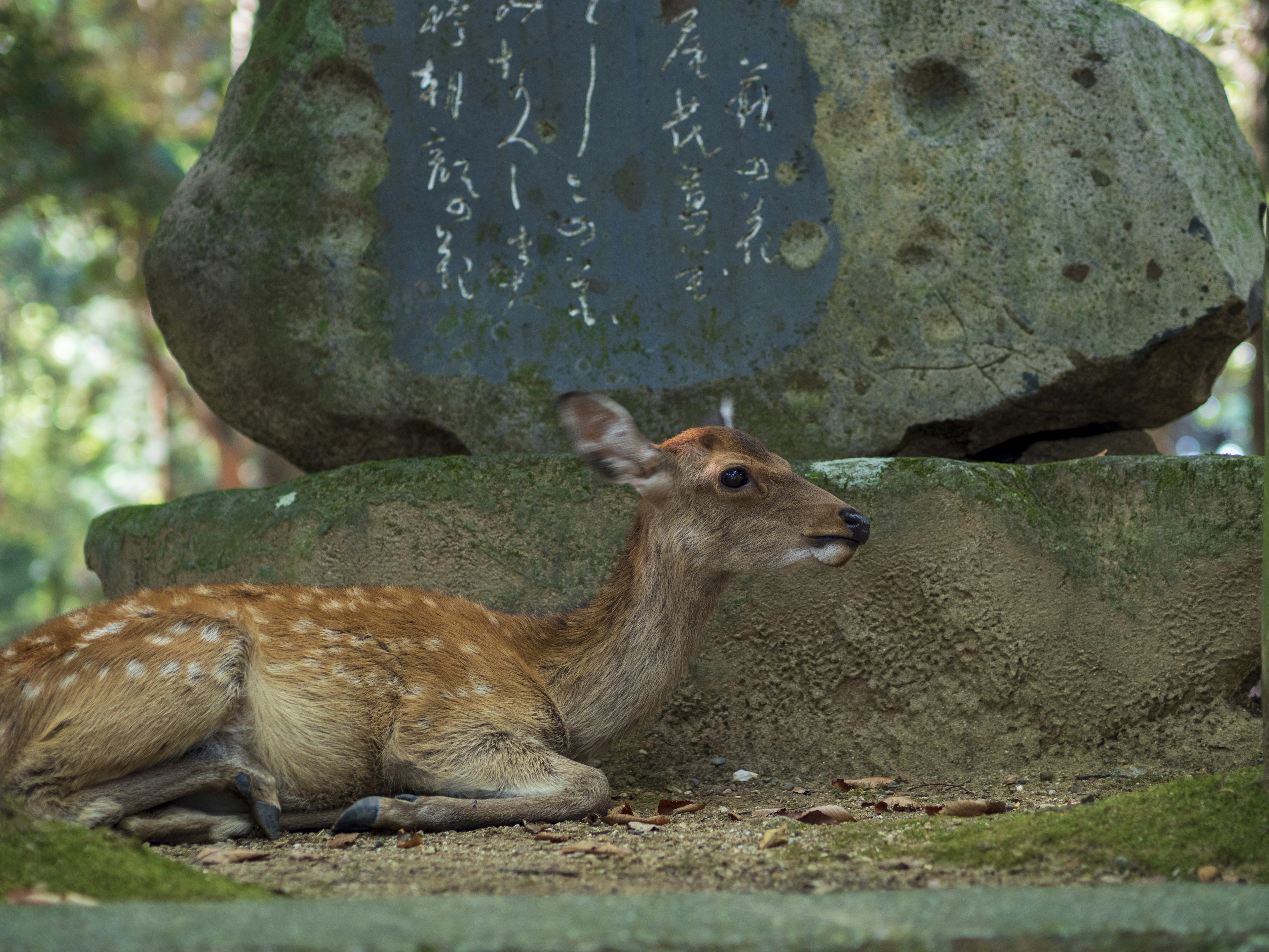 石の碑の前で休む小鹿の姿