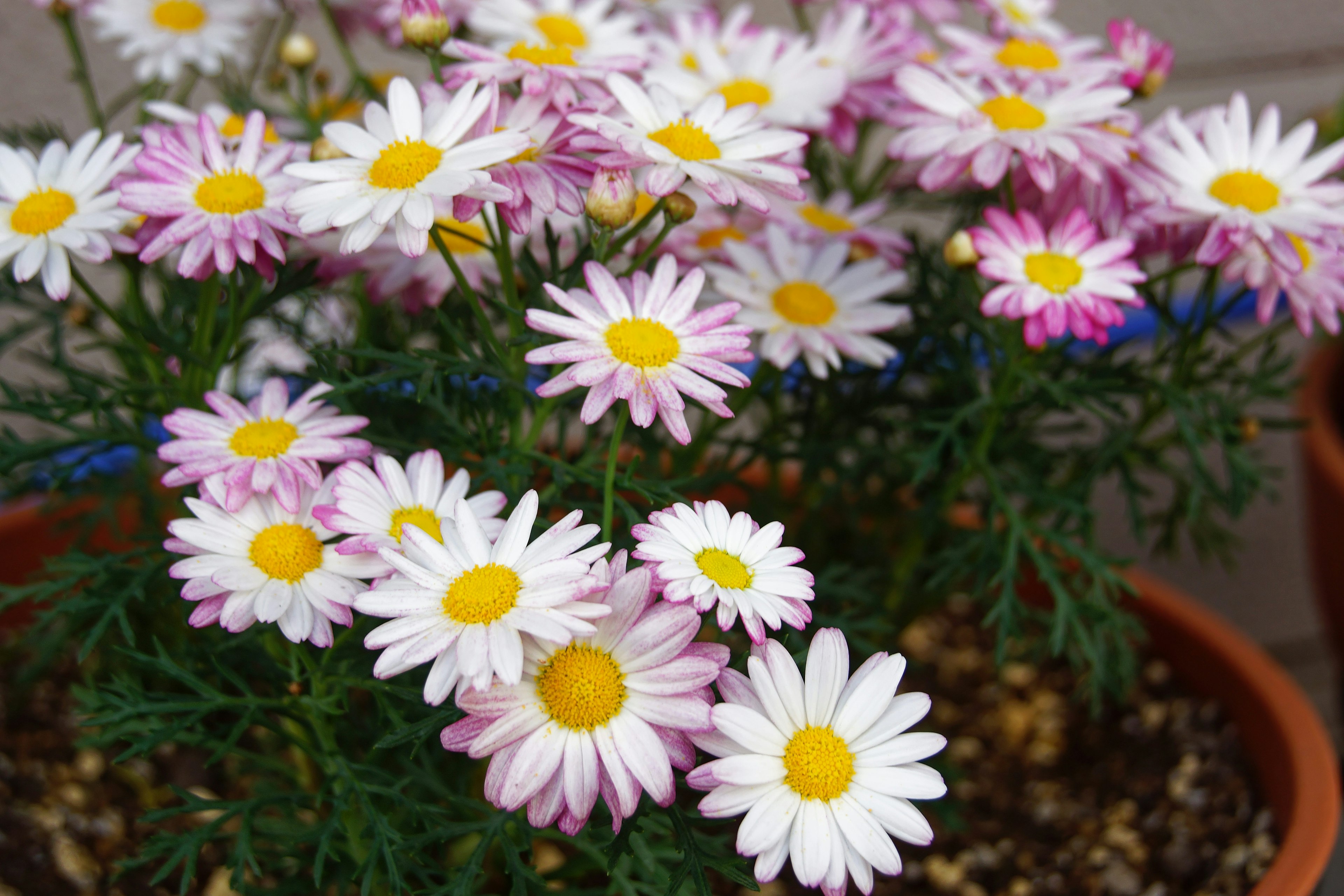 Topfpflanzen mit weißen und rosa Blütenblättern