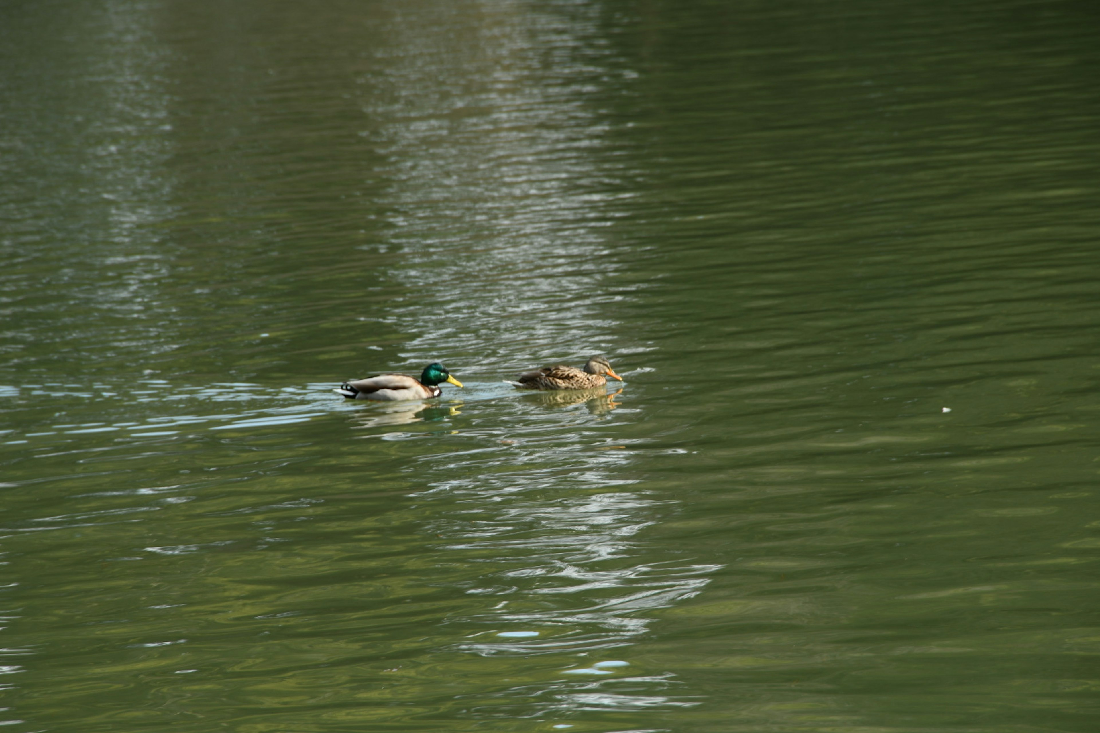 Coppia di anatre che nuotano su un lago verde con riflessi