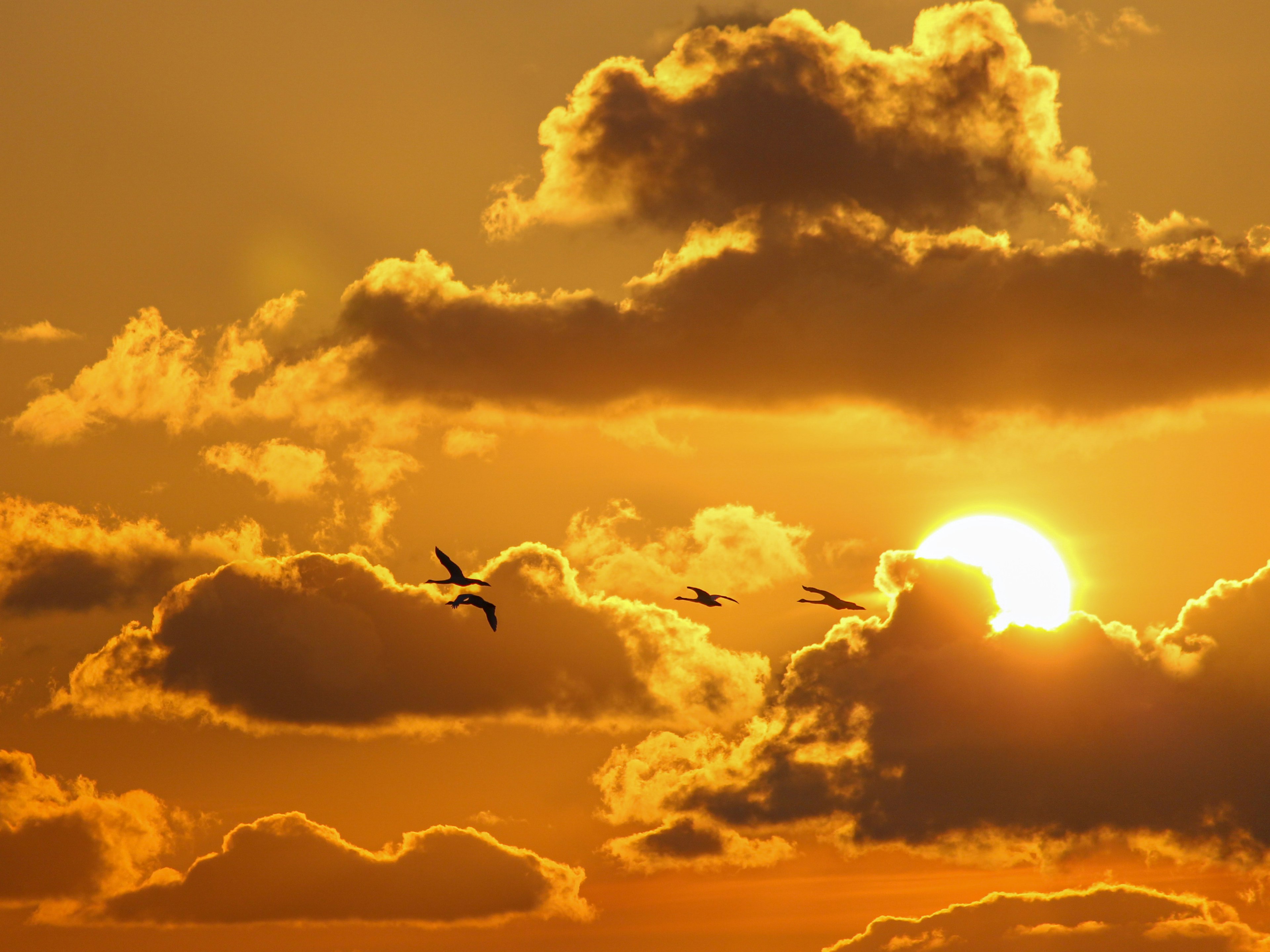 Beautiful sunset with birds flying among clouds