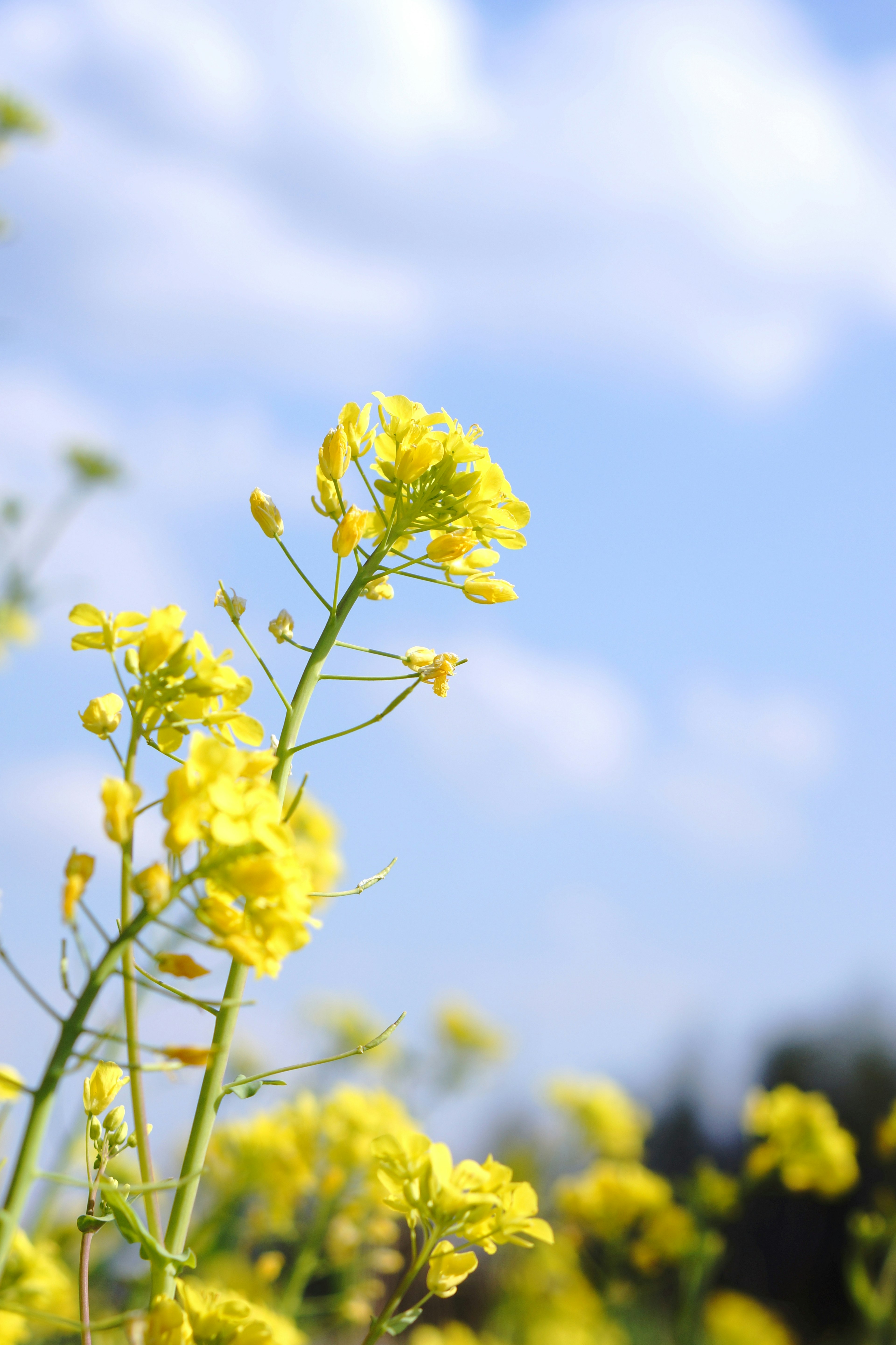 Close-up of yellow flowers under a blue sky