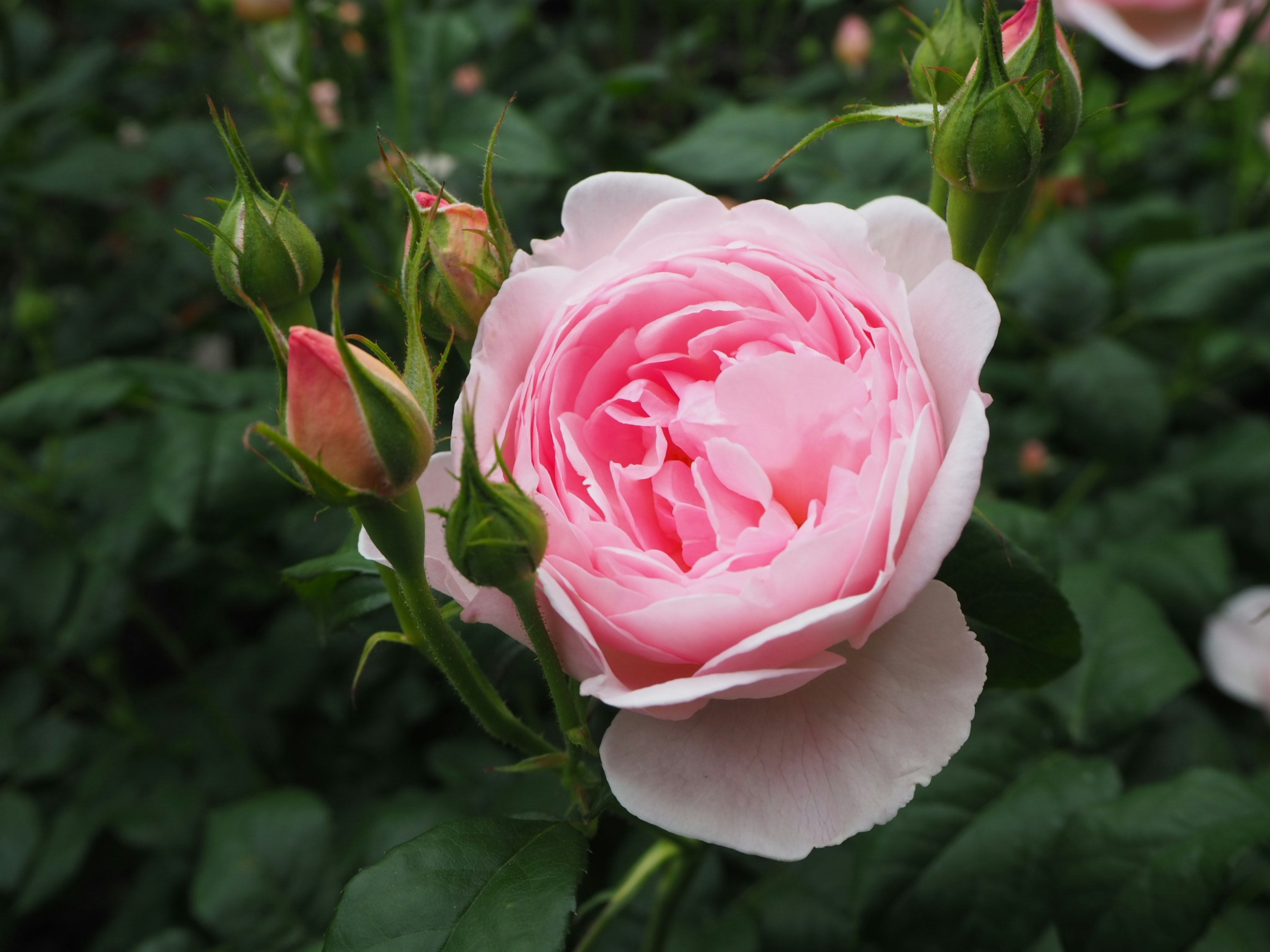 薄いピンクのバラの花とつぼみが緑の葉に囲まれています