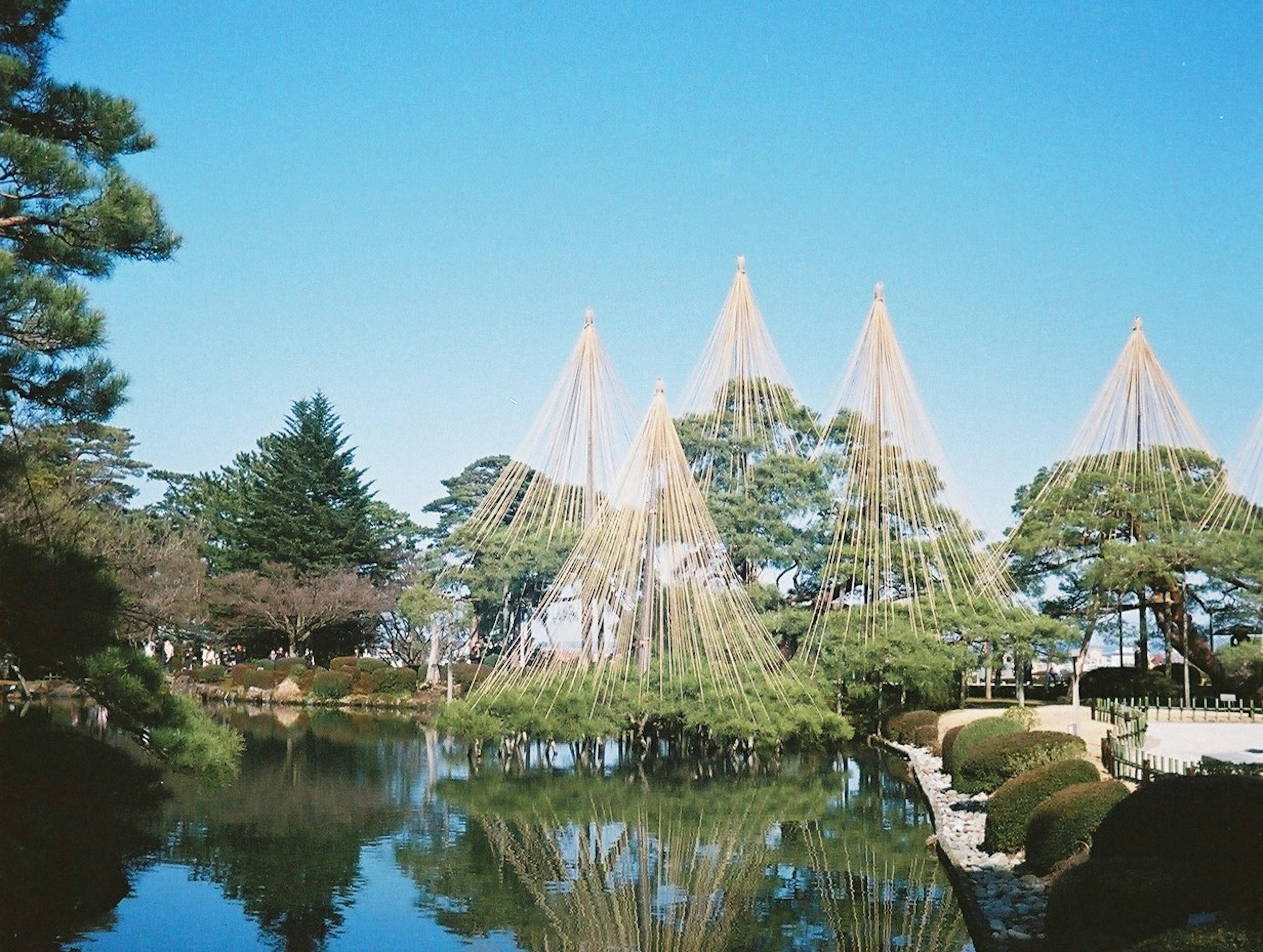 池の周りに立つ美しい松の木と雪吊りの風景