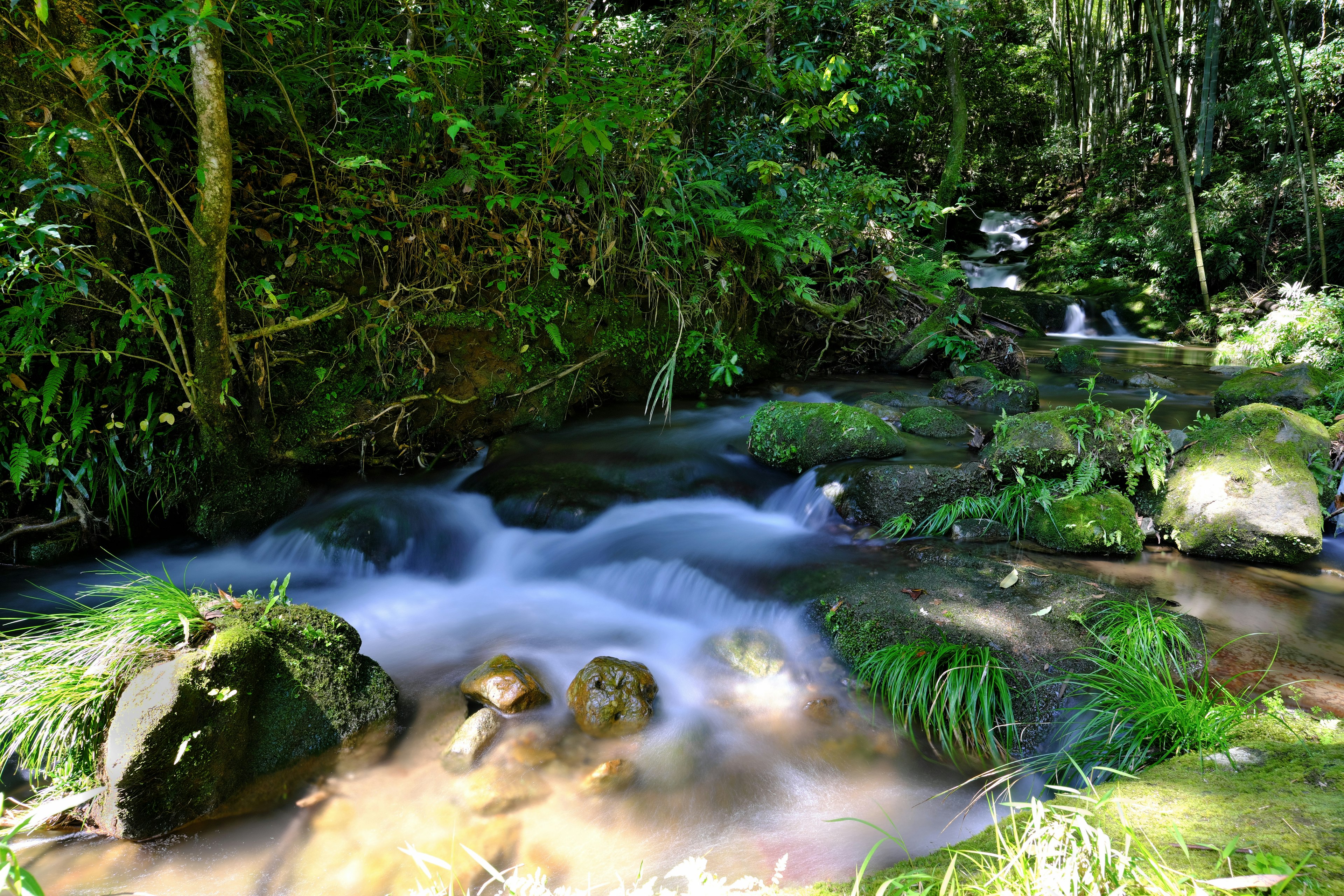 Arroyo claro fluyendo a través de un bosque frondoso con rocas cubiertas de musgo