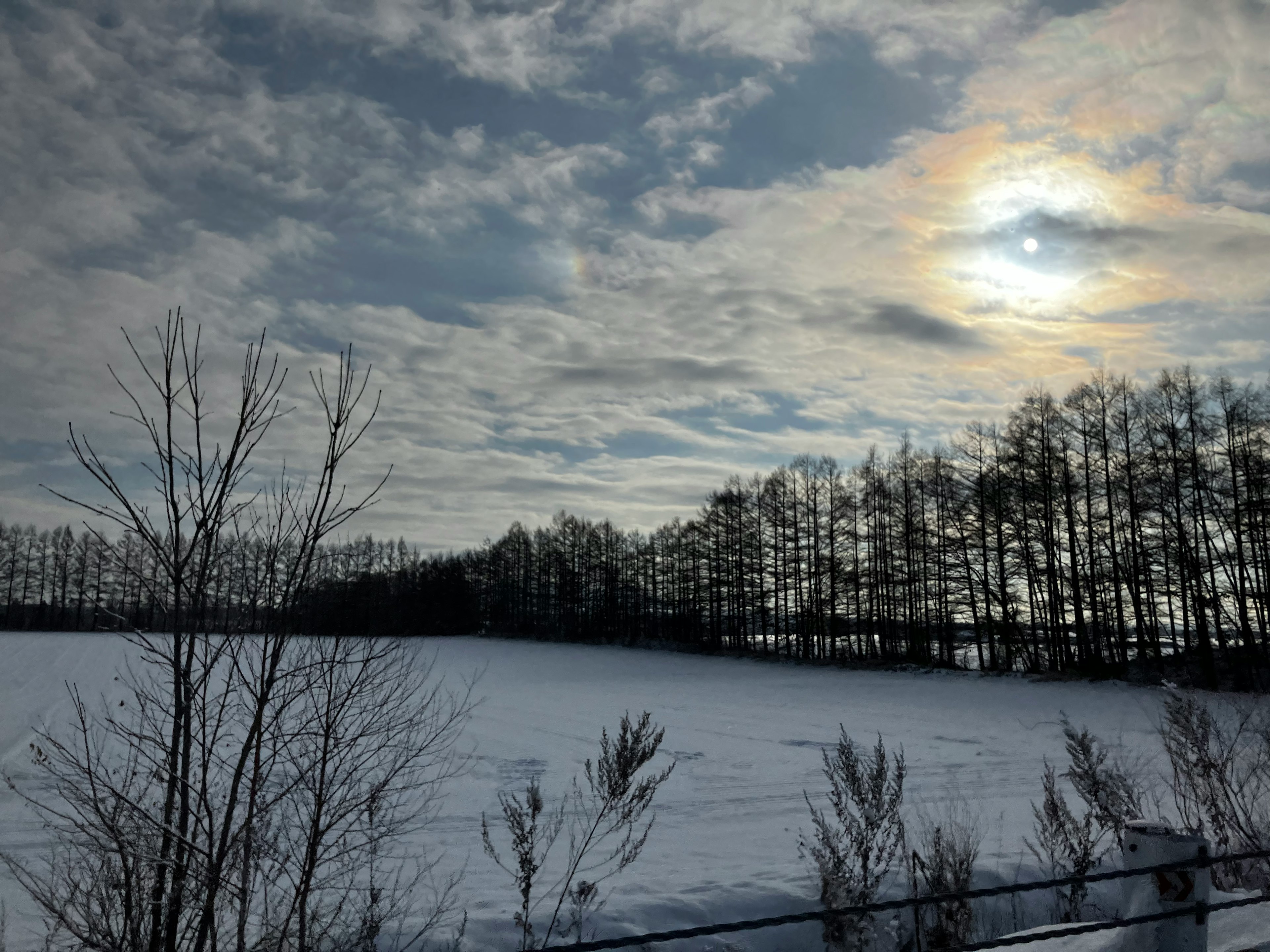 雪に覆われた広い野原と背後の木々が見える冬の風景