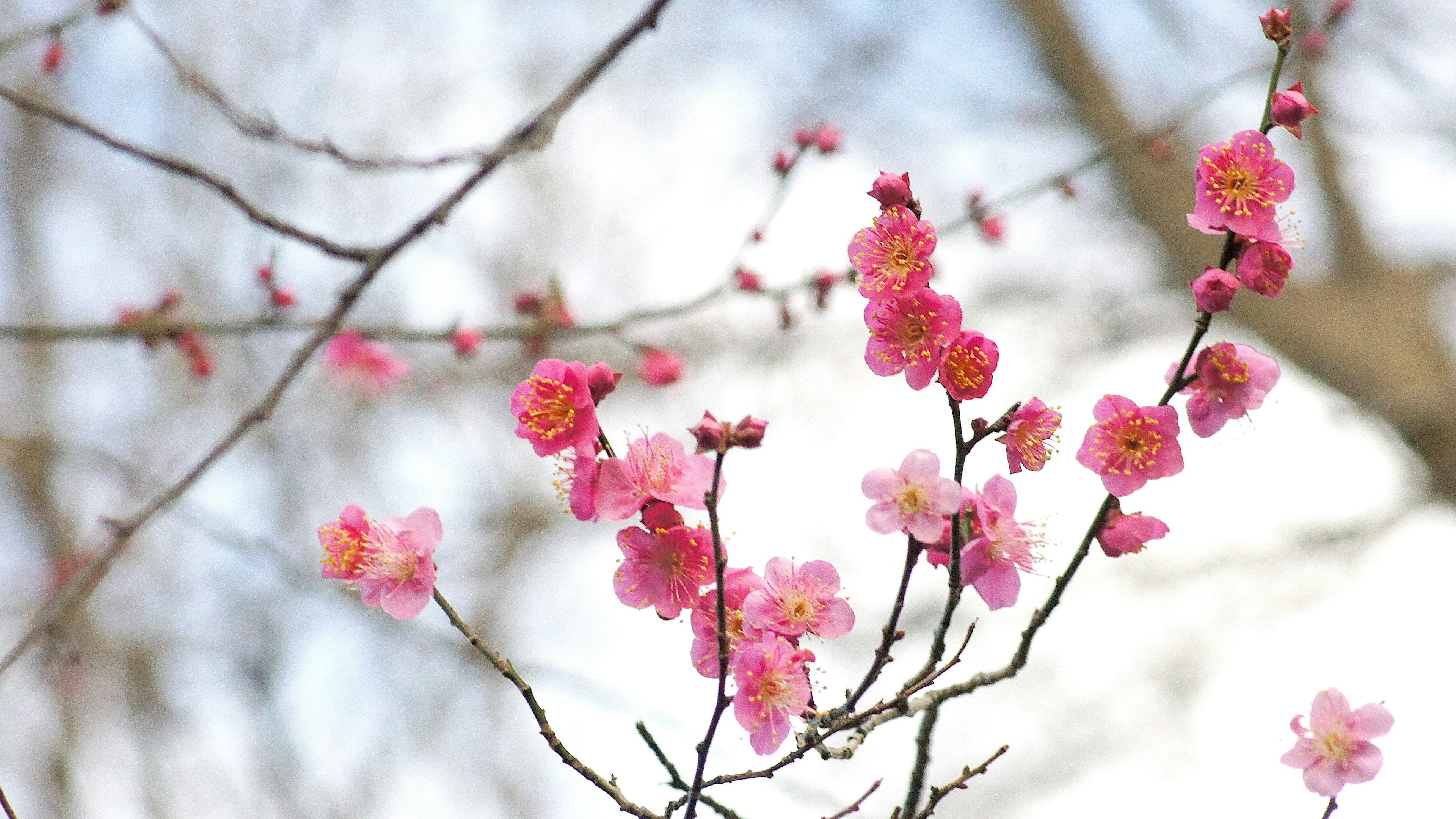 Nahaufnahme von Zweigen mit blassen rosa Blüten