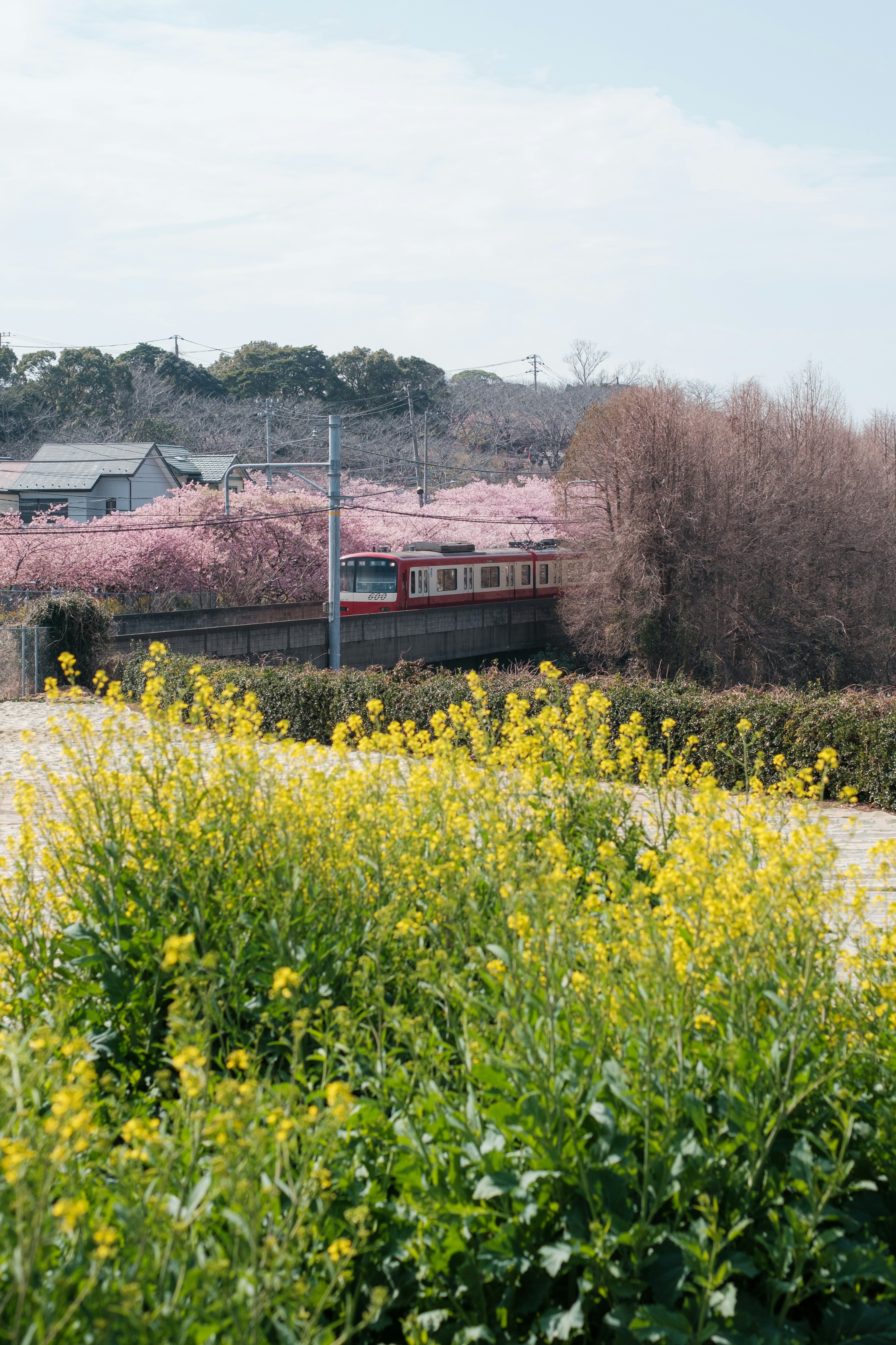 Kereta api melewati pemandangan dengan bunga kuning dan pohon sakura