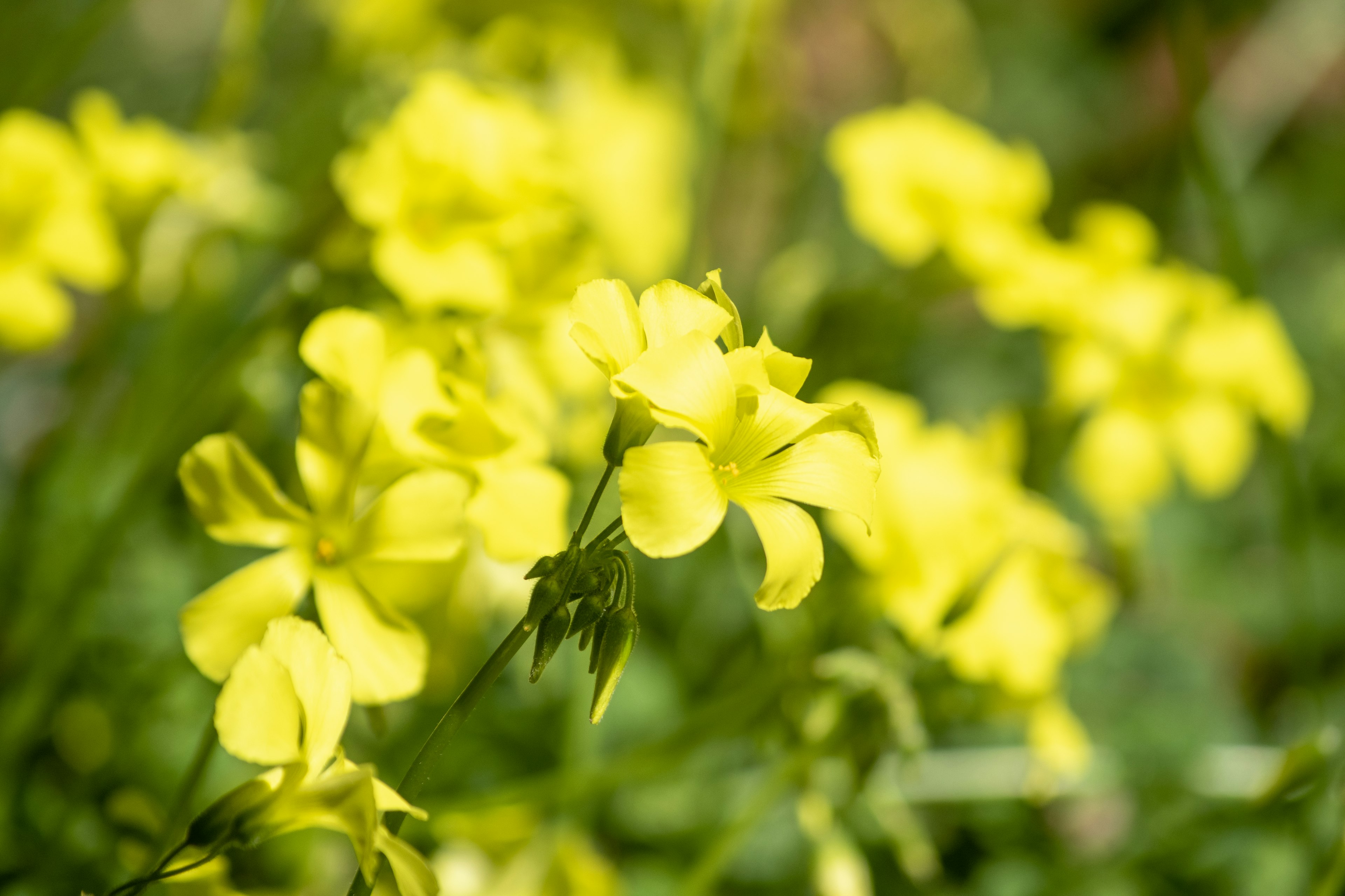 Primo piano di una pianta con fiori gialli in fiore