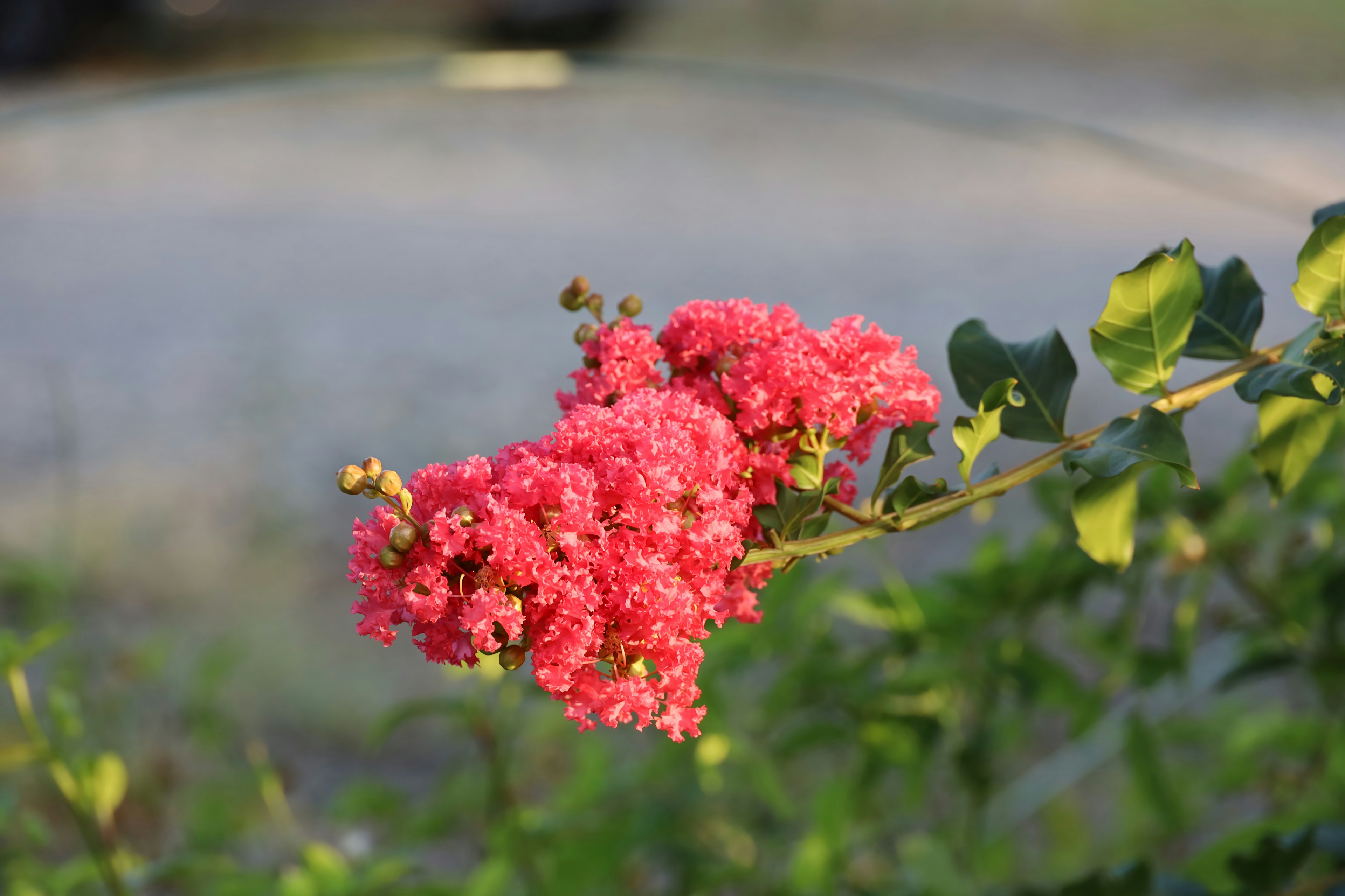 Fiori rosa vivaci che sbocciano su un ramo di mirto crepe