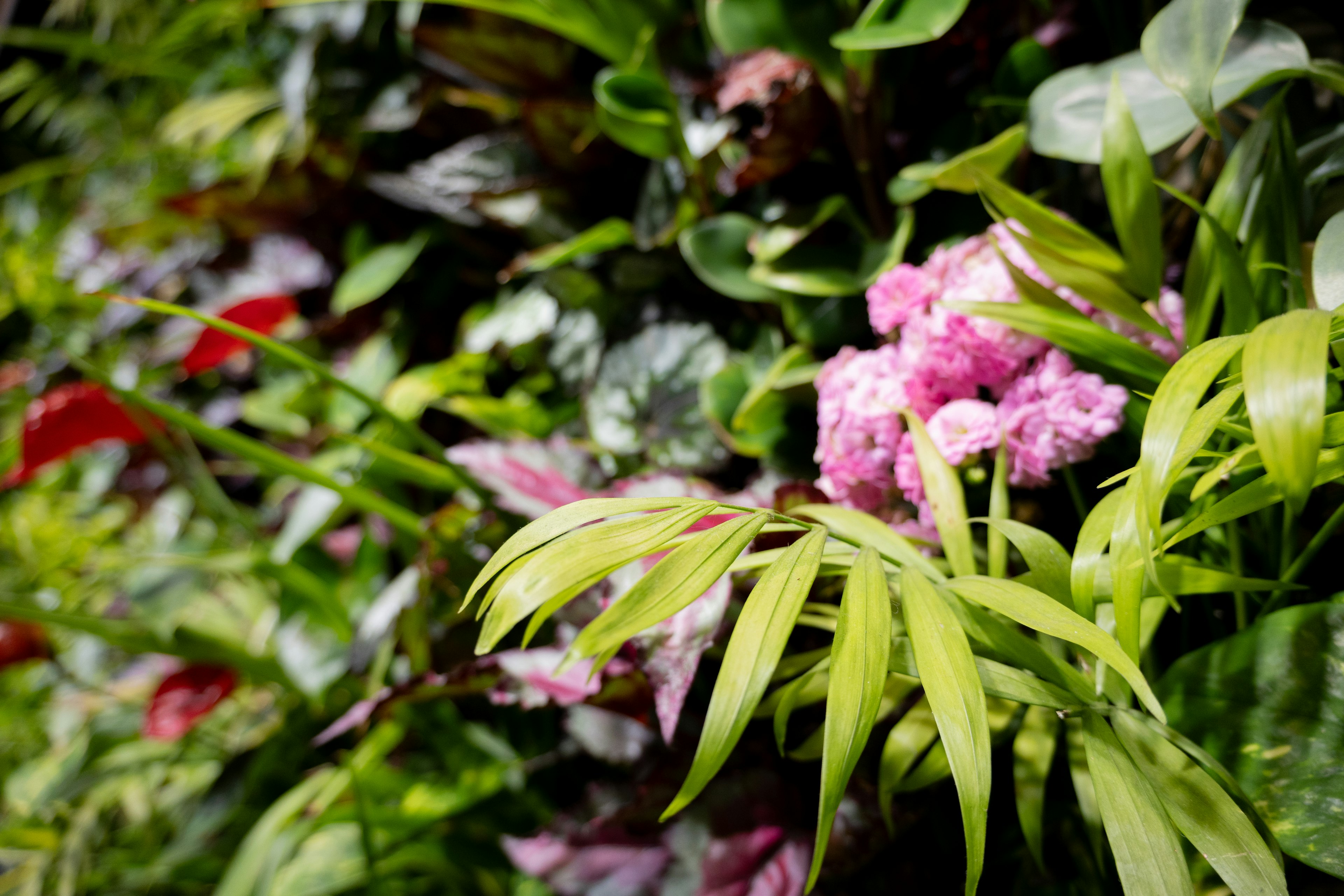 Lebendige grüne Wand mit rosa Blumen und verschiedenen Blattpflanzen