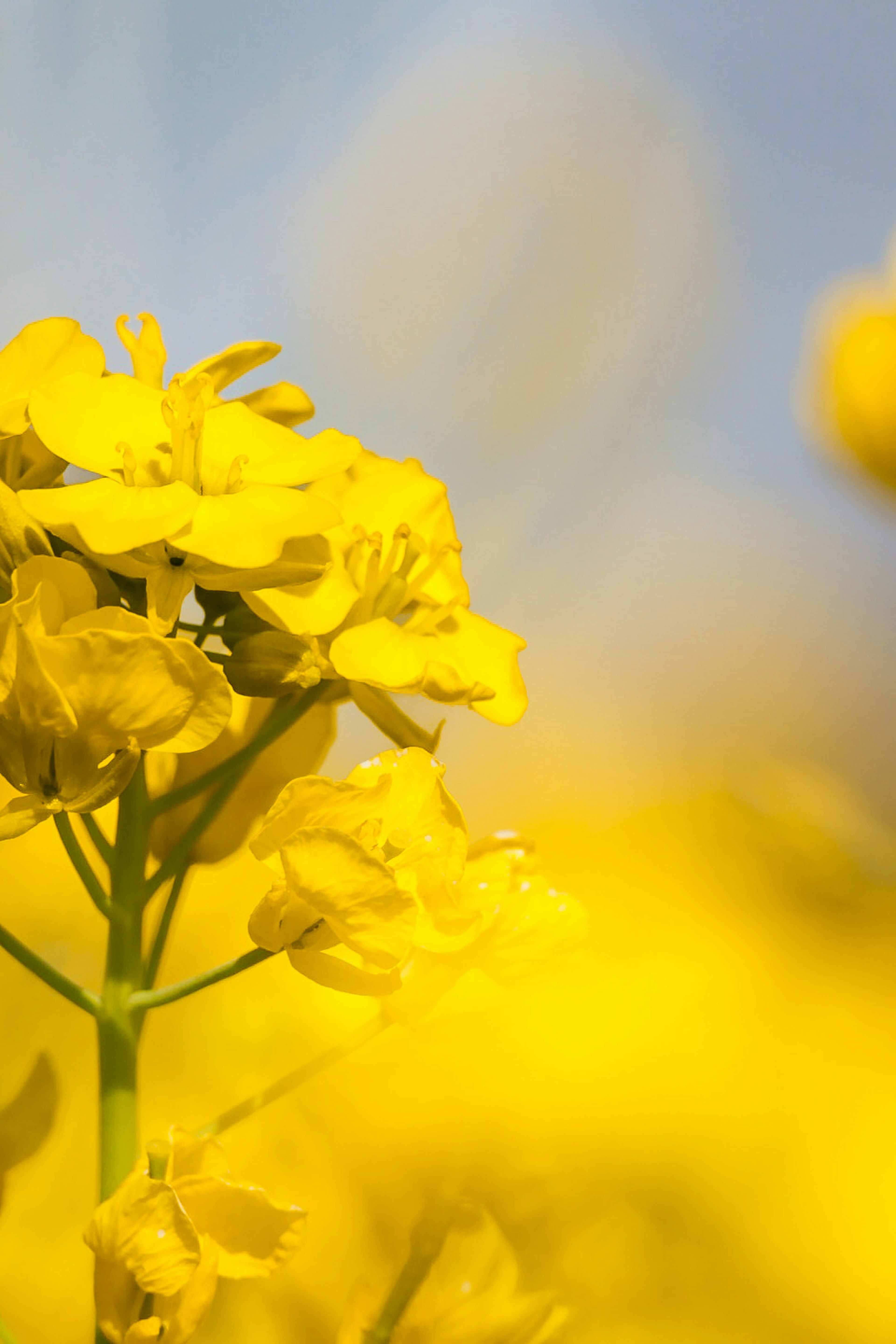 Vibrant yellow rapeseed flowers in a field