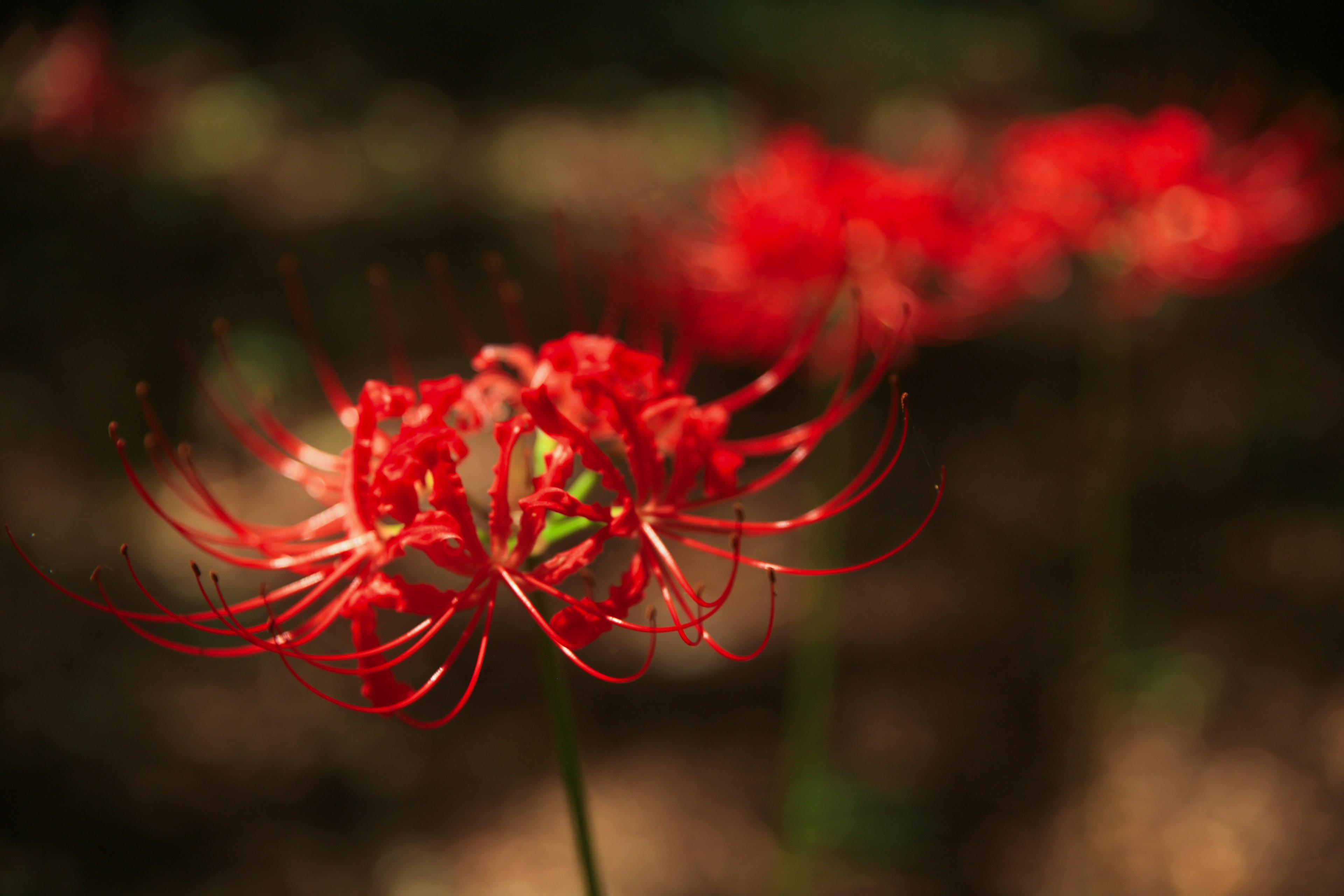 Cluster of red spider lilies blooming with a blurred background