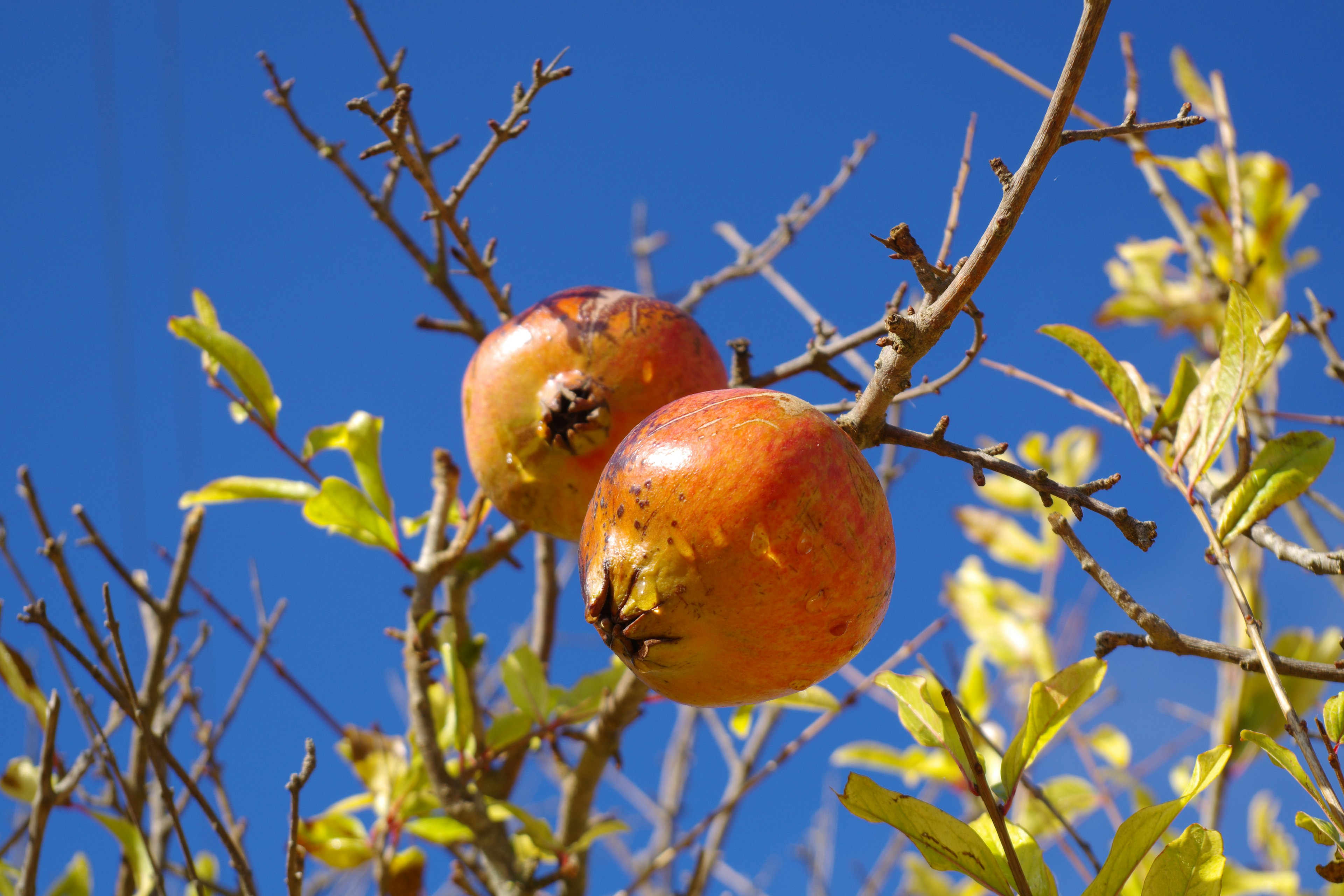 Zwei Granatäpfel hängen an einem Zweig vor einem leuchtend blauen Himmel