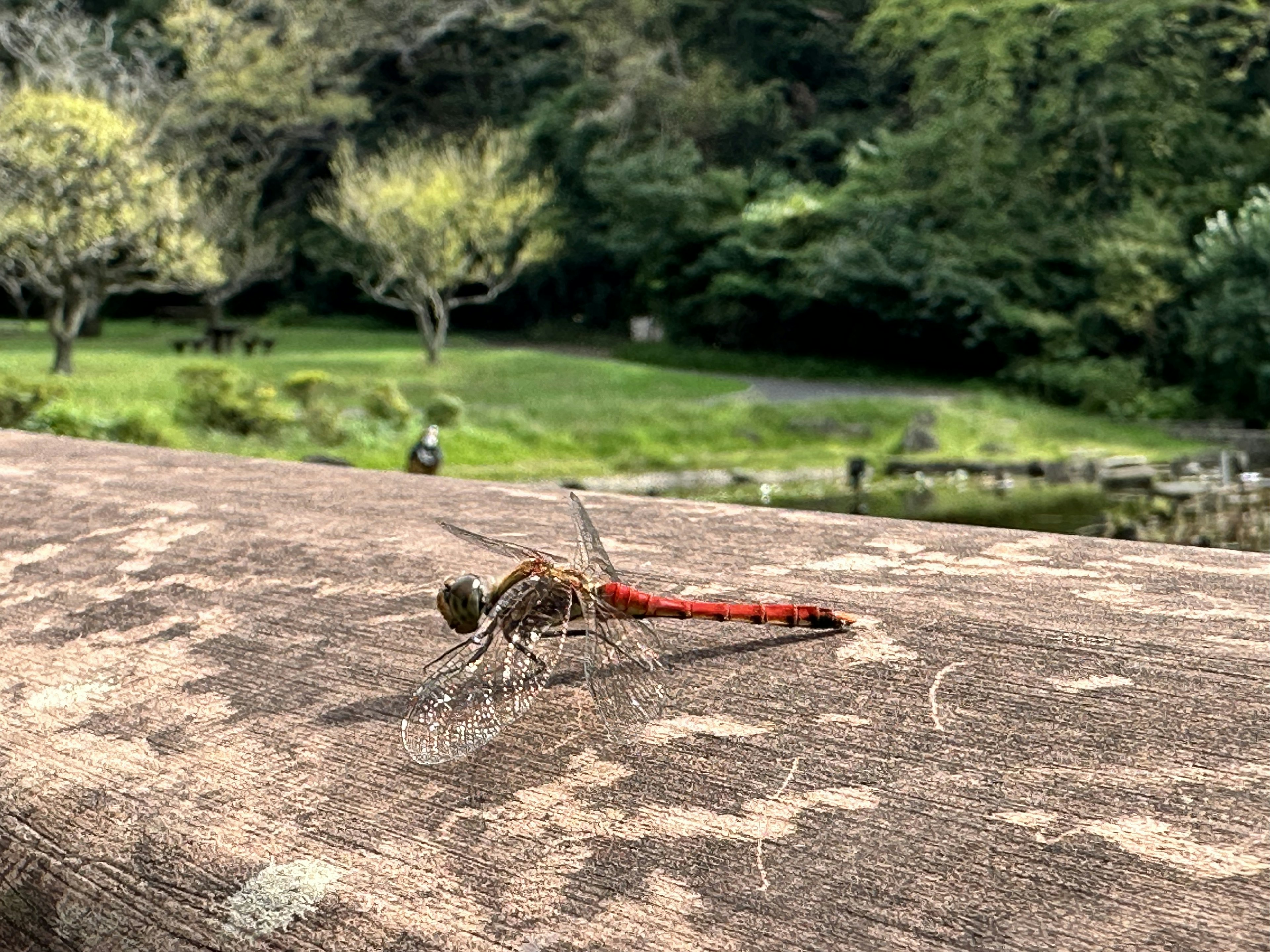 Une libellule rouge se reposant sur une table en bois avec un paysage vert en arrière-plan