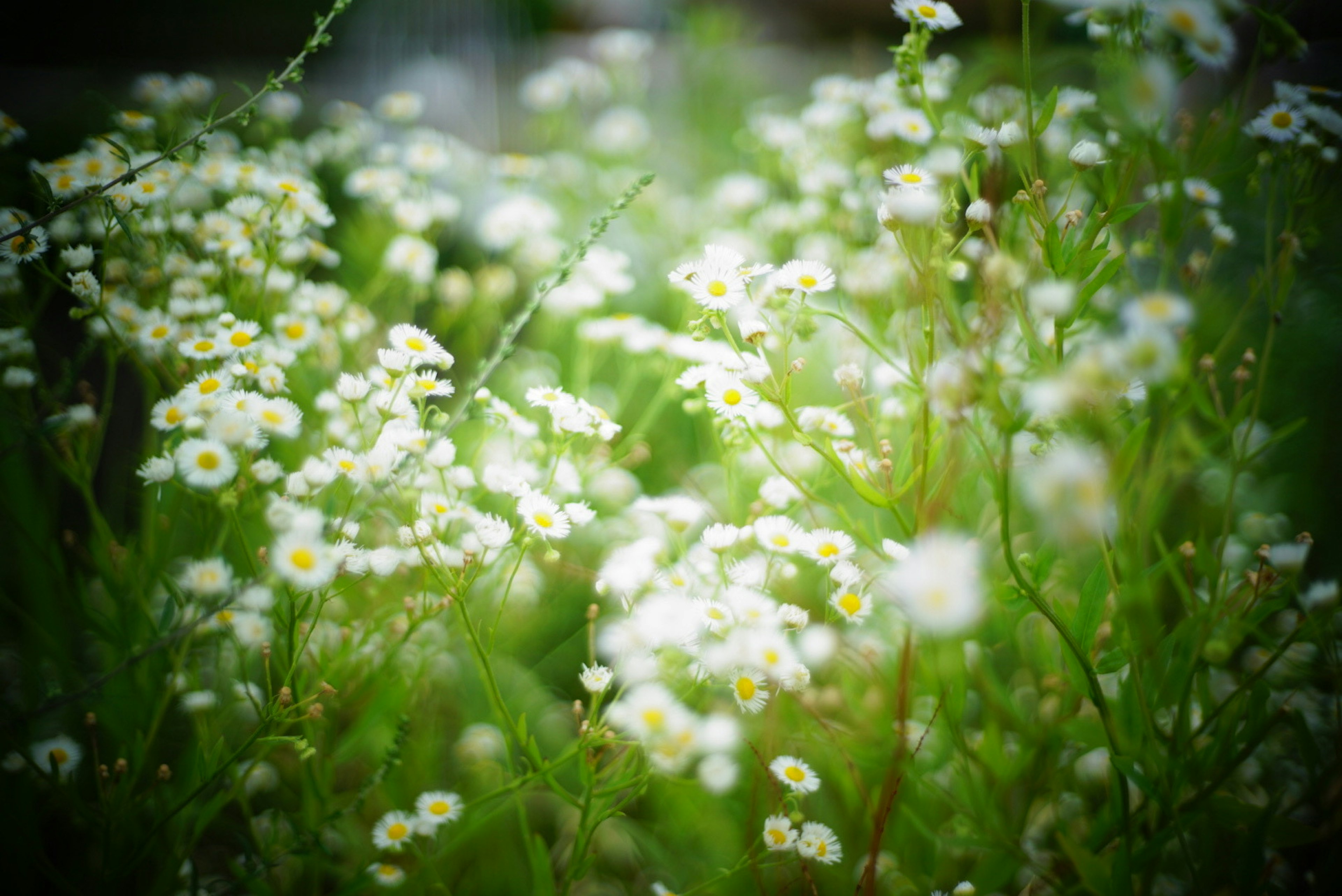 Ein Feld mit kleinen weißen Blumen vor grünem Hintergrund