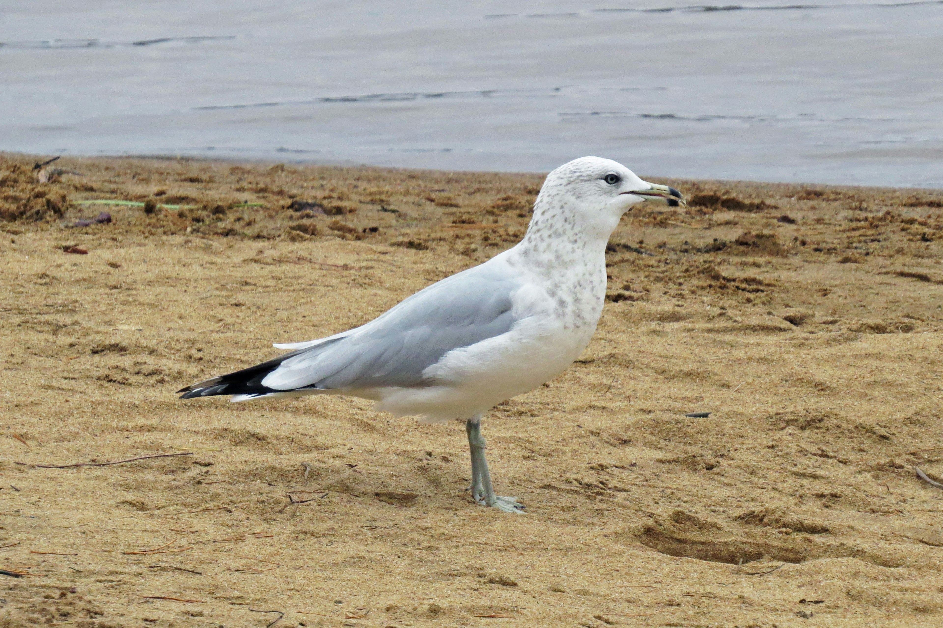 A white seagull standing on the beach sand