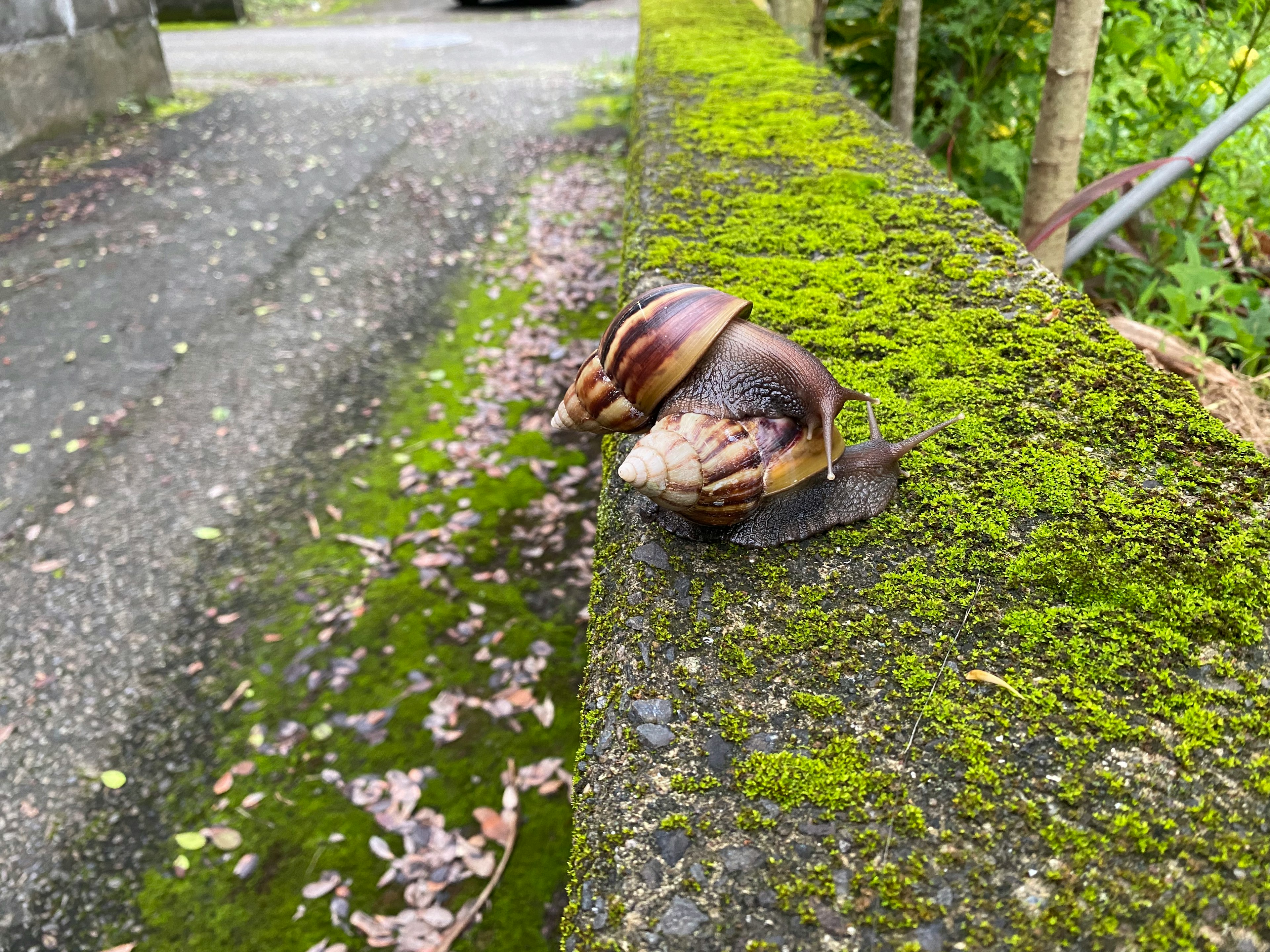 緑の苔が生えた石の上にいる大きなカタツムリ