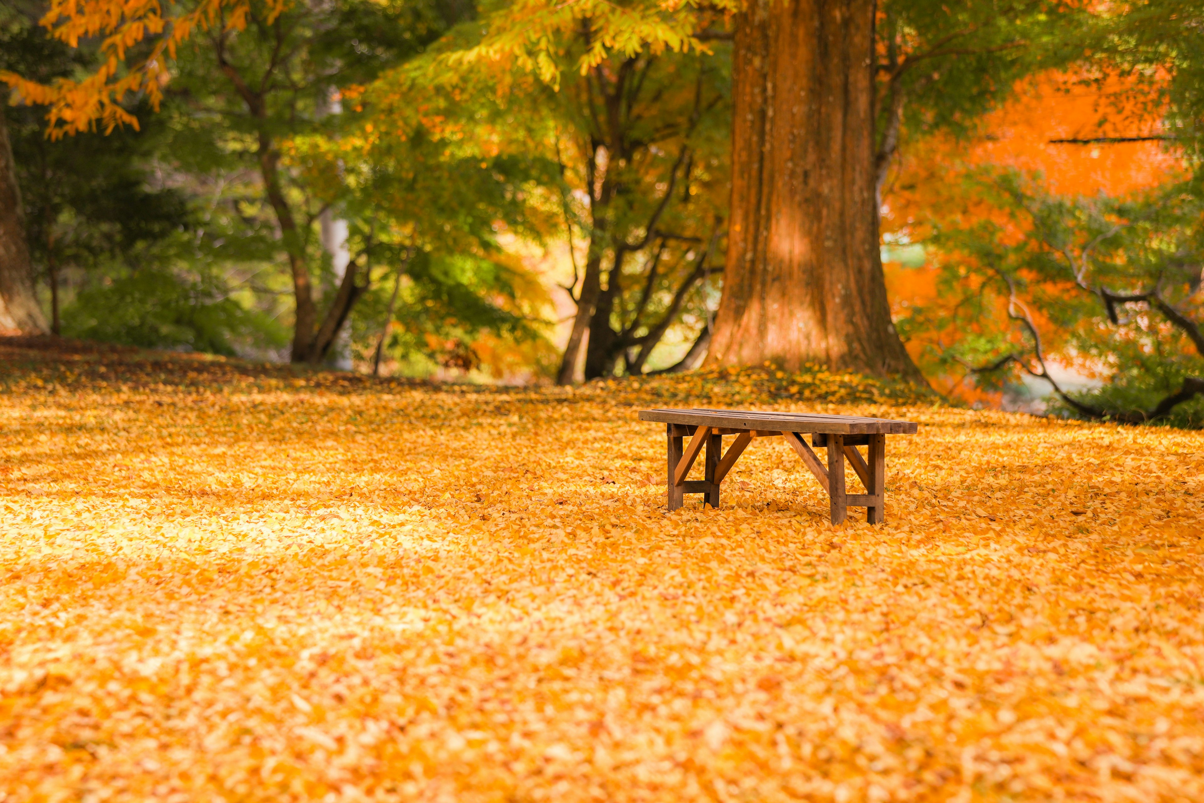 秋の色に包まれた公園の中にある木のテーブルと落ち葉