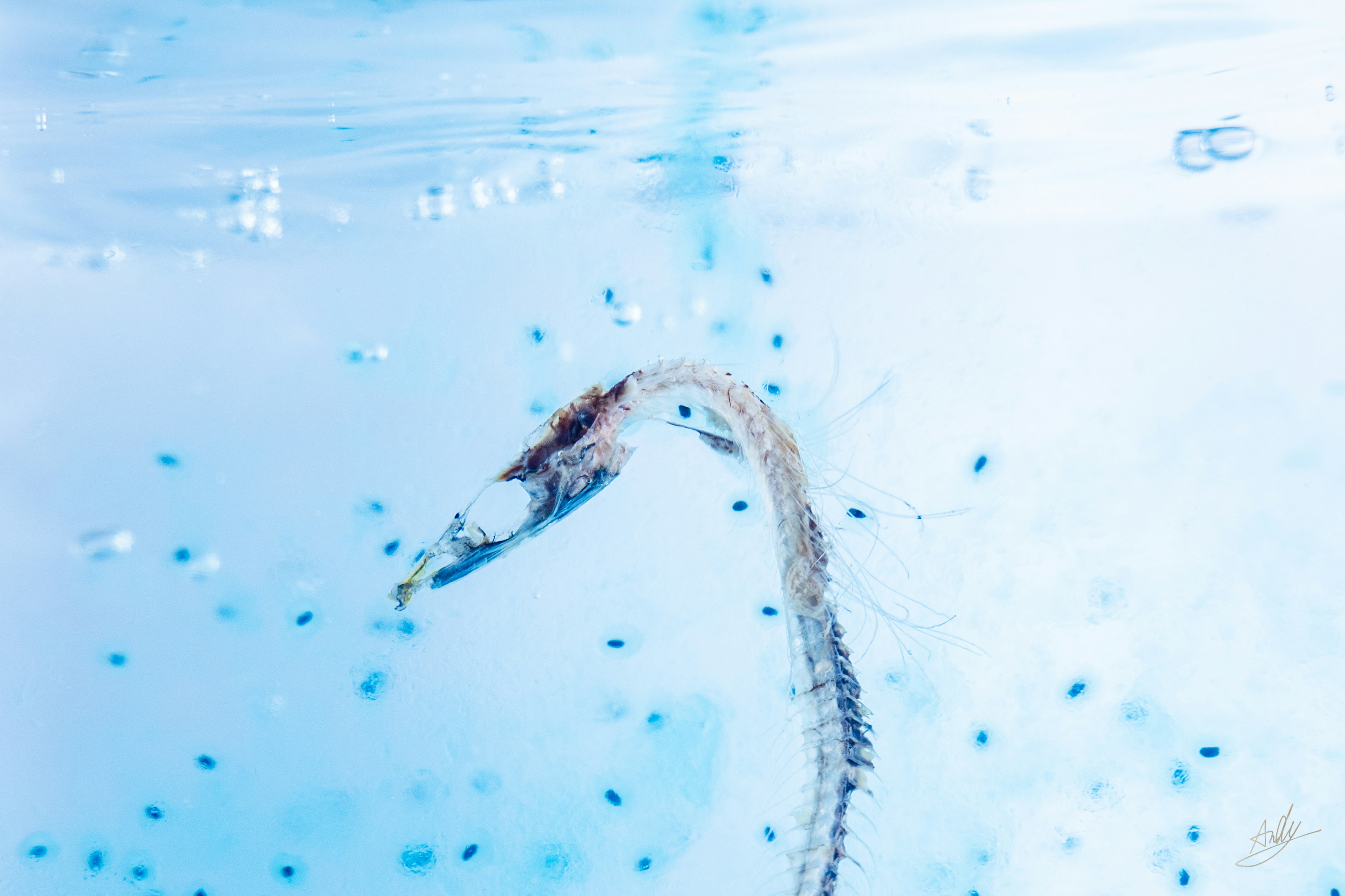 Un caballito de mar nadando en agua clara con un fondo azul