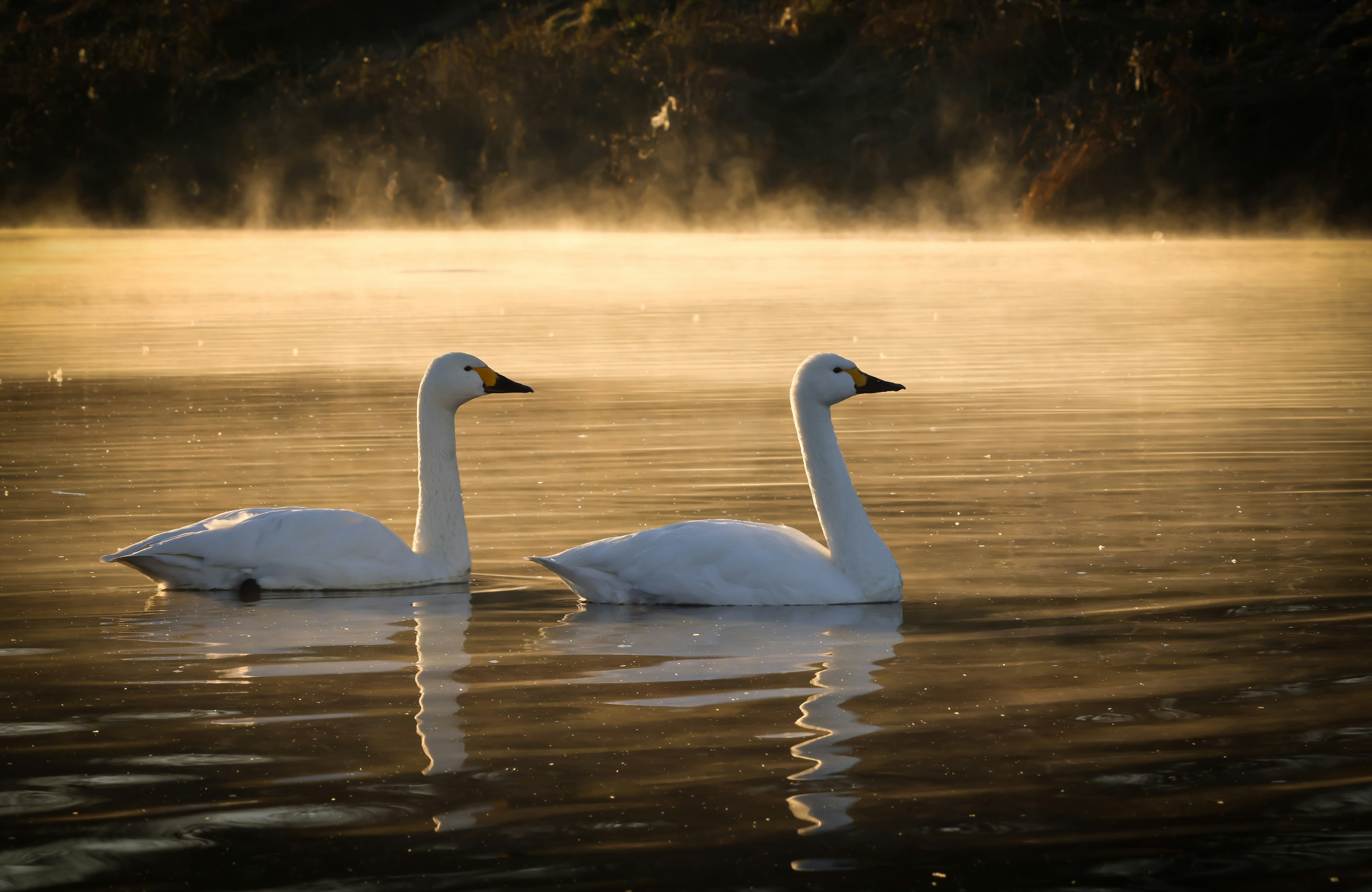 Dos cisnes nadando en la superficie tranquila de un lago en la niebla matutina