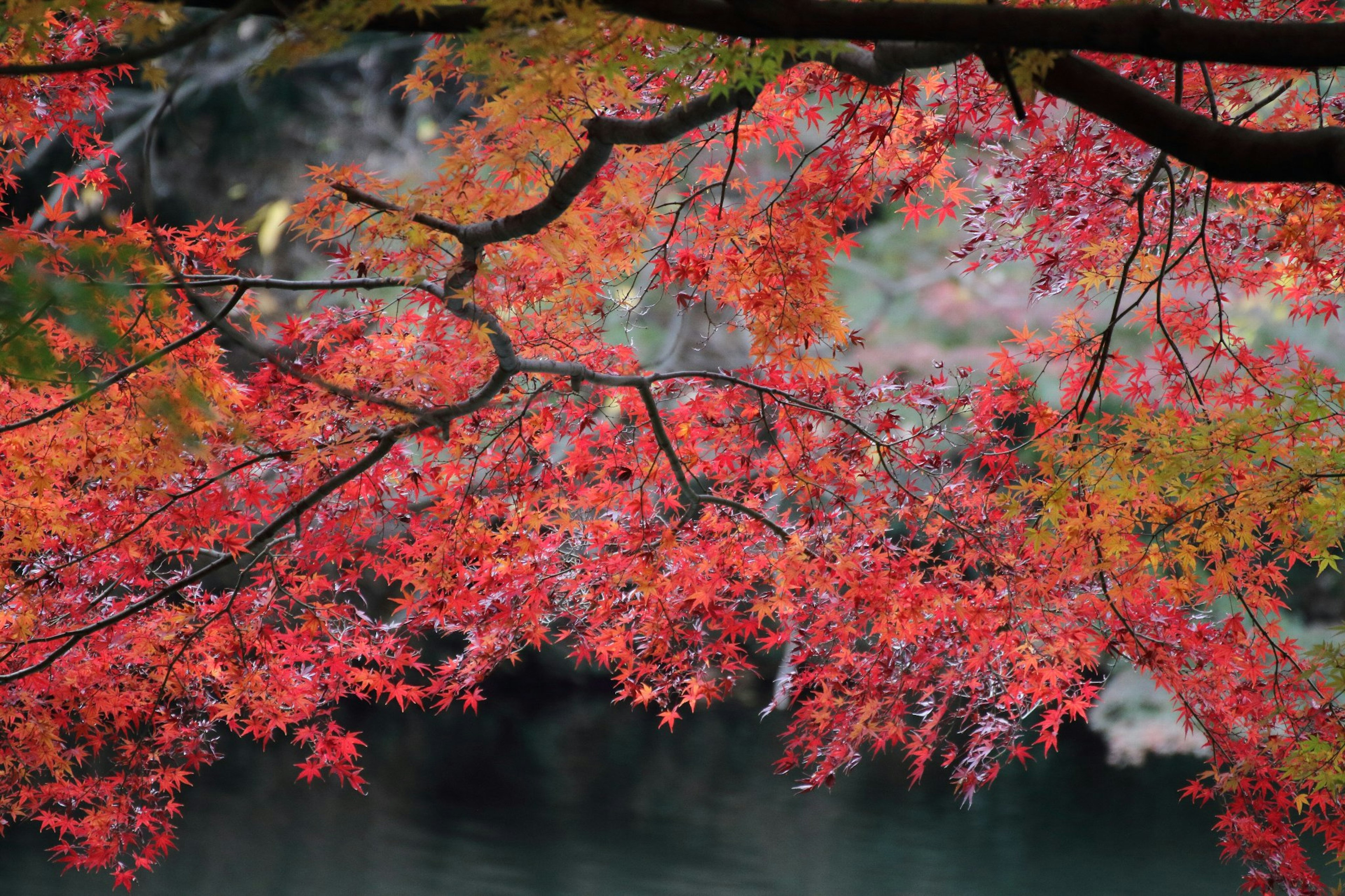 Branches of autumn maple trees with vibrant red leaves reflecting on the water