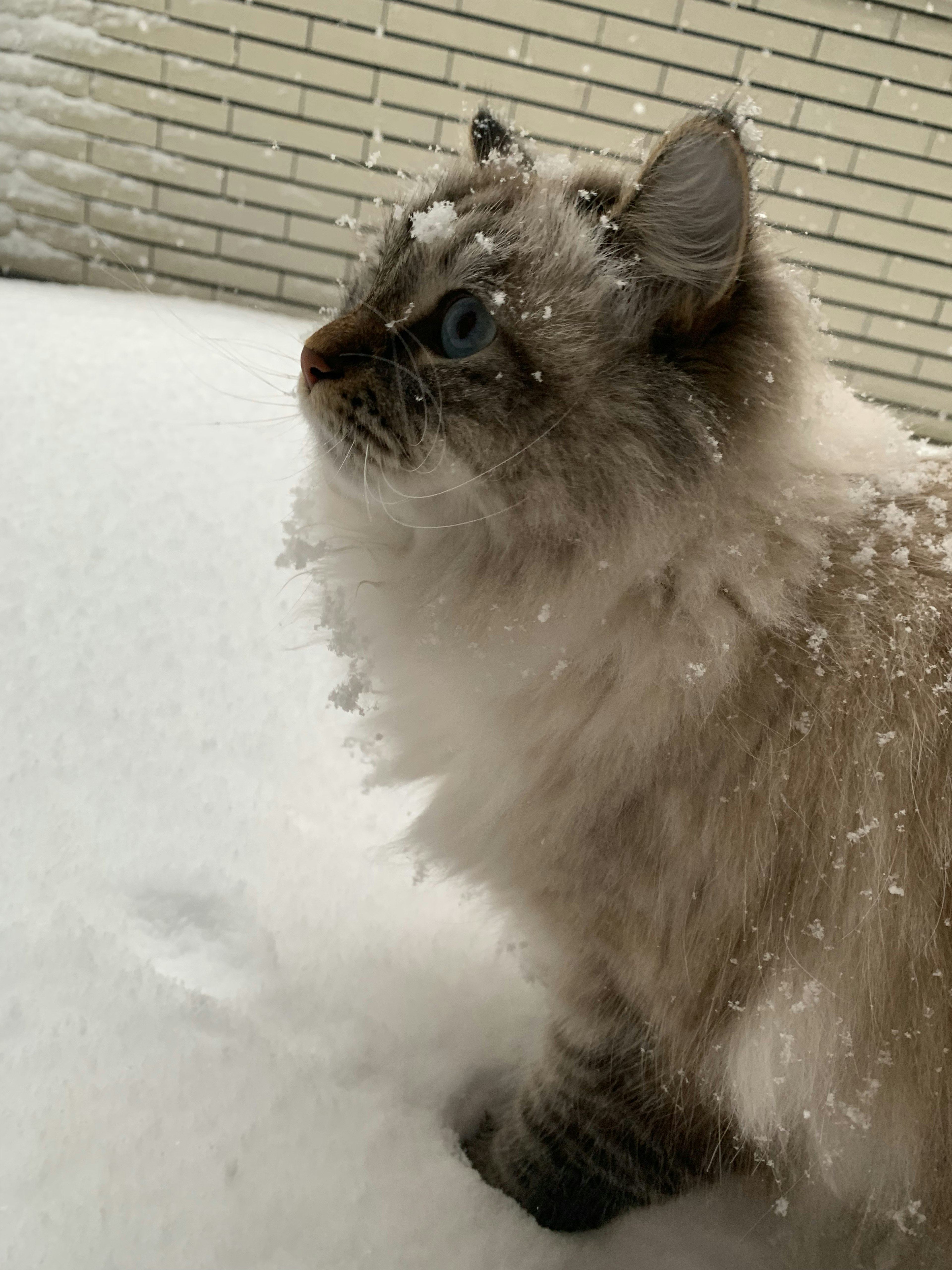 Profil latéral d'un chat aux yeux bleus dans la neige