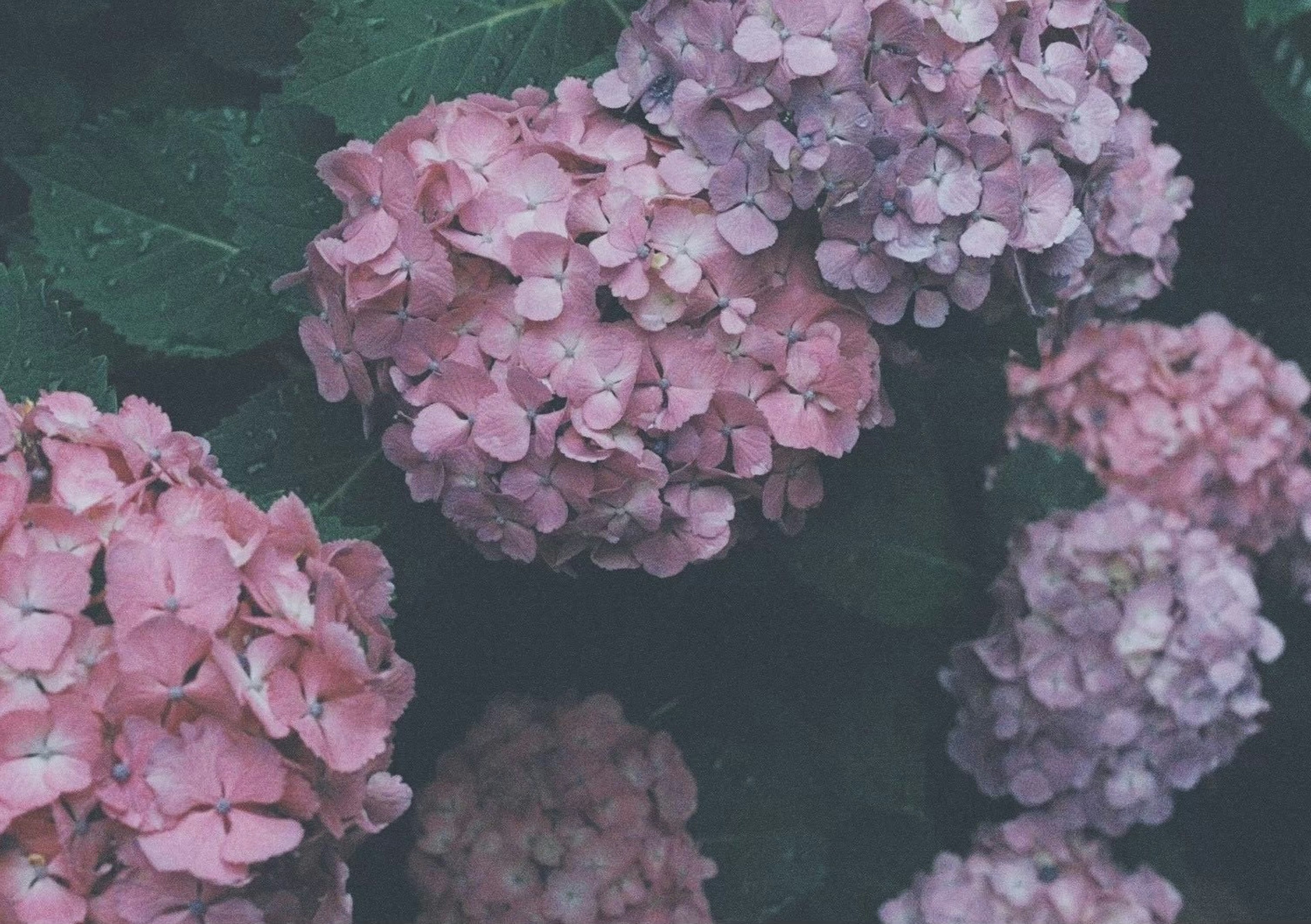 Racimos de flores de hortensia rosas y moradas rodeadas de hojas verdes