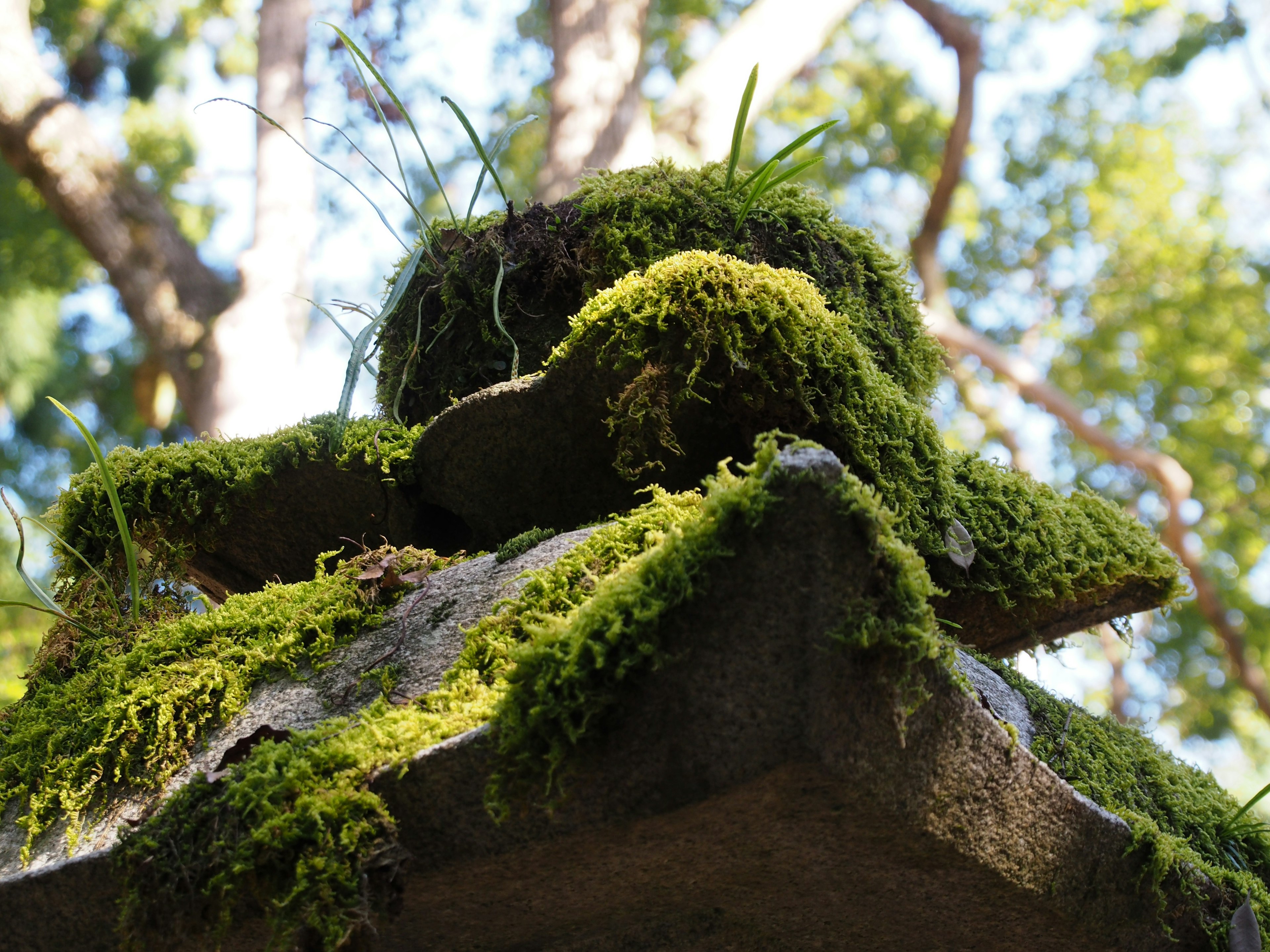 Nahaufnahme einer Steinskulptur, die mit grünem Moos bedeckt ist