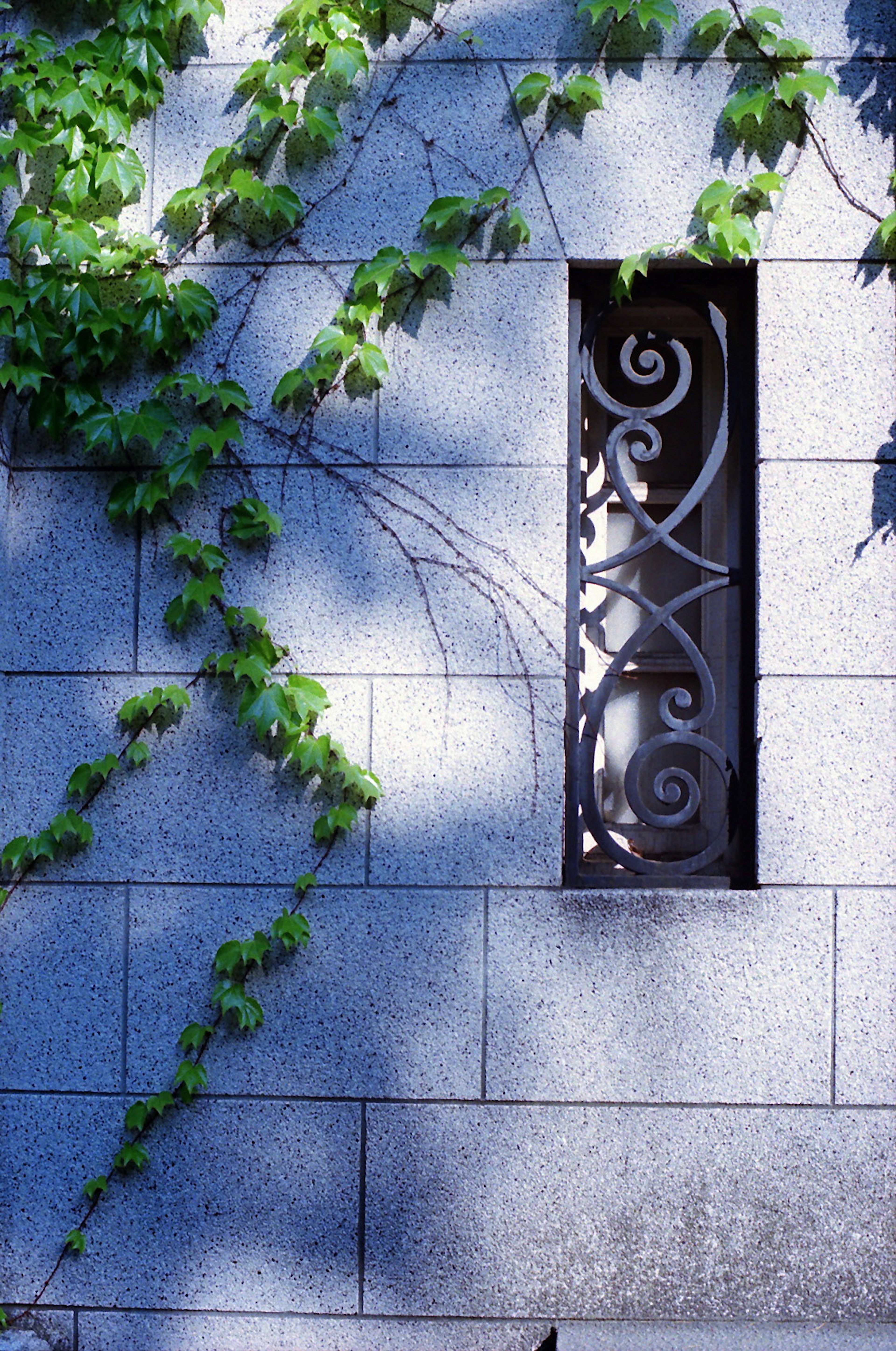 Hiedra verde trepando por una pared azul con una ventana de hierro decorativa