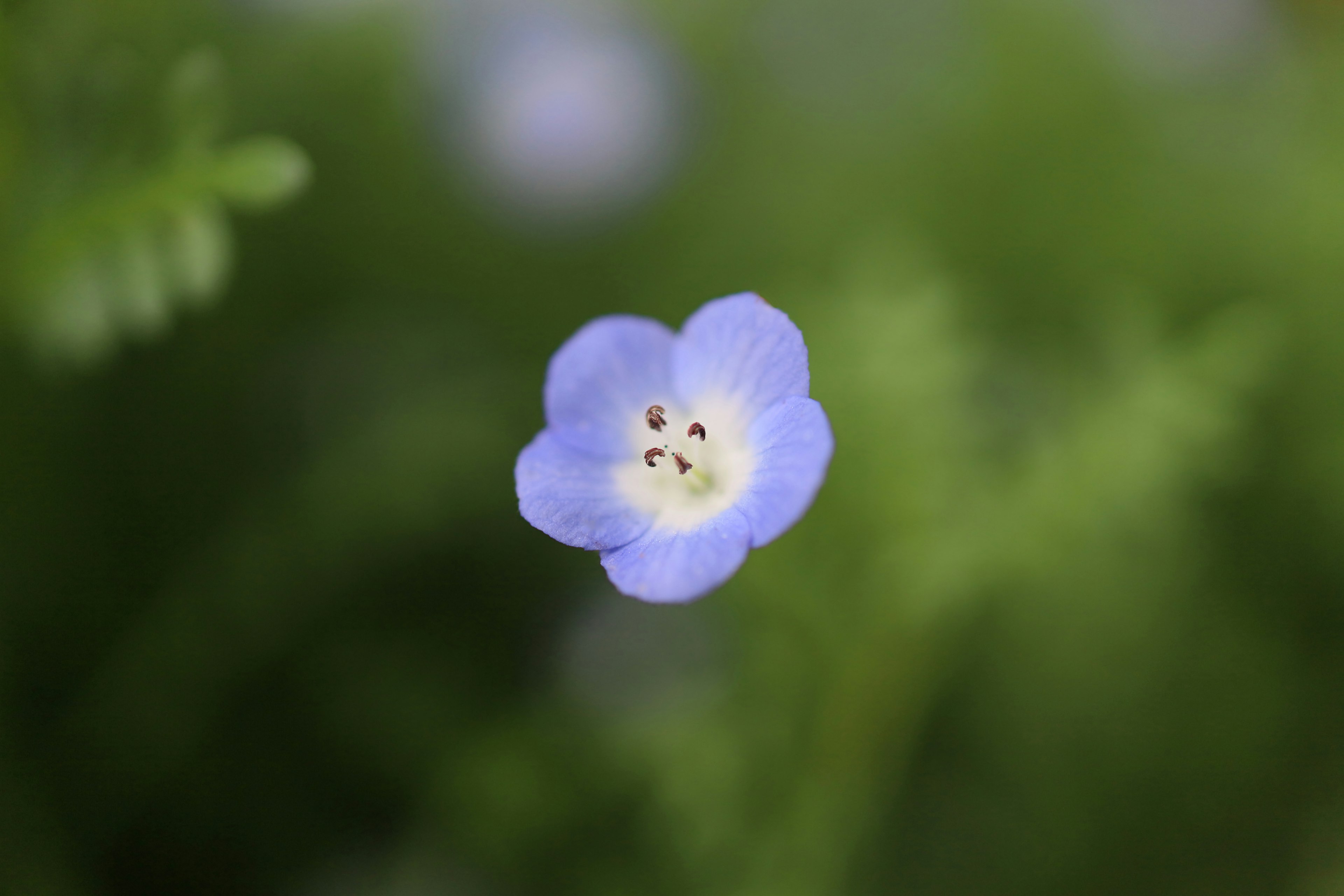 Una pequeña flor azul con un fondo verde