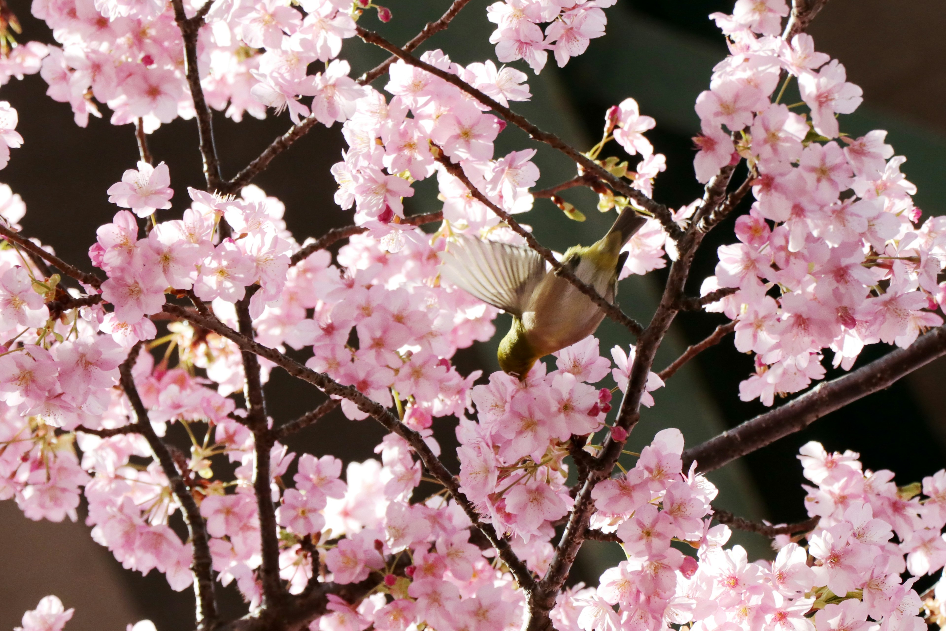 A beautiful scene of cherry blossoms with a butterfly resting on the branches