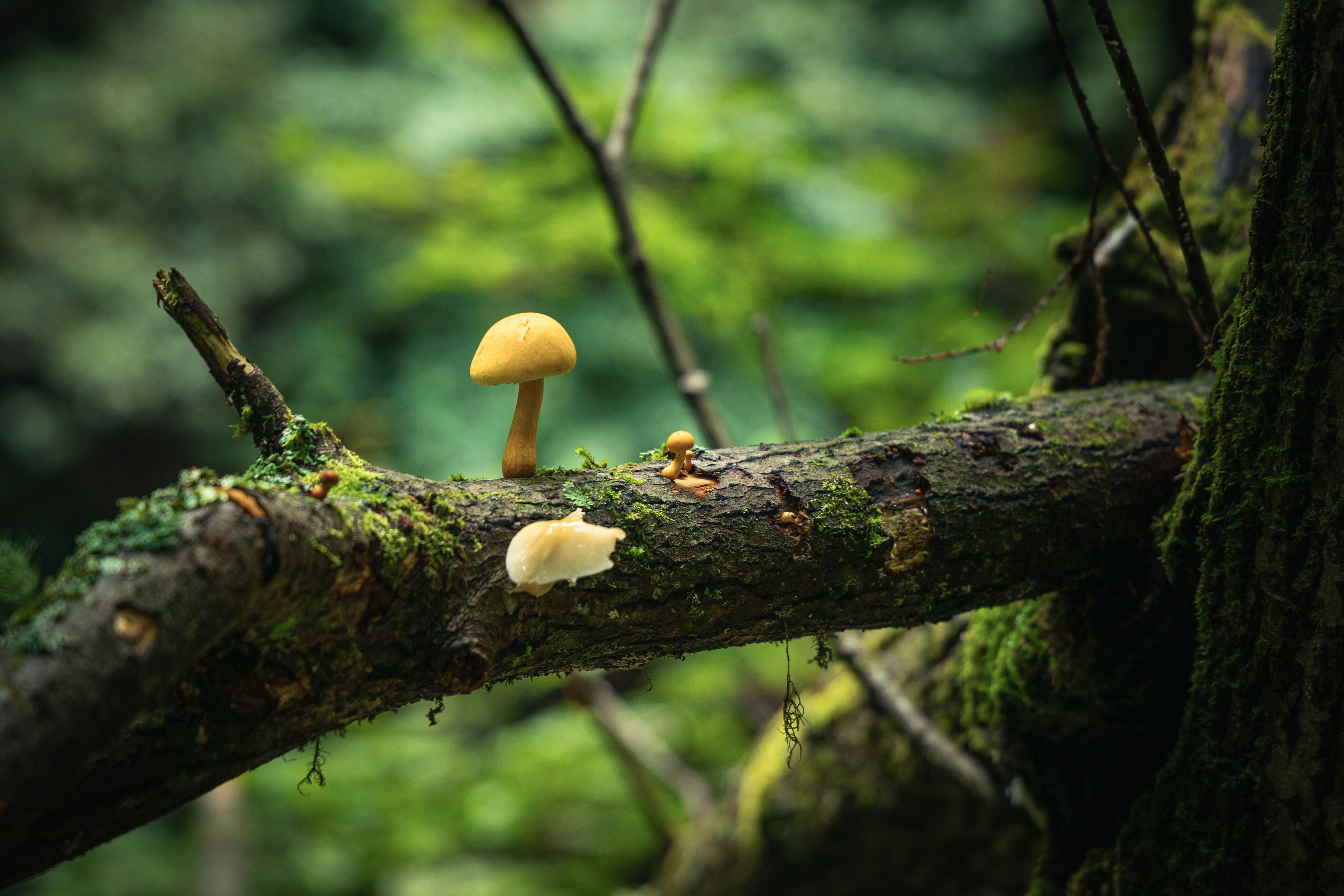 Two mushrooms growing on a tree branch in a lush green forest