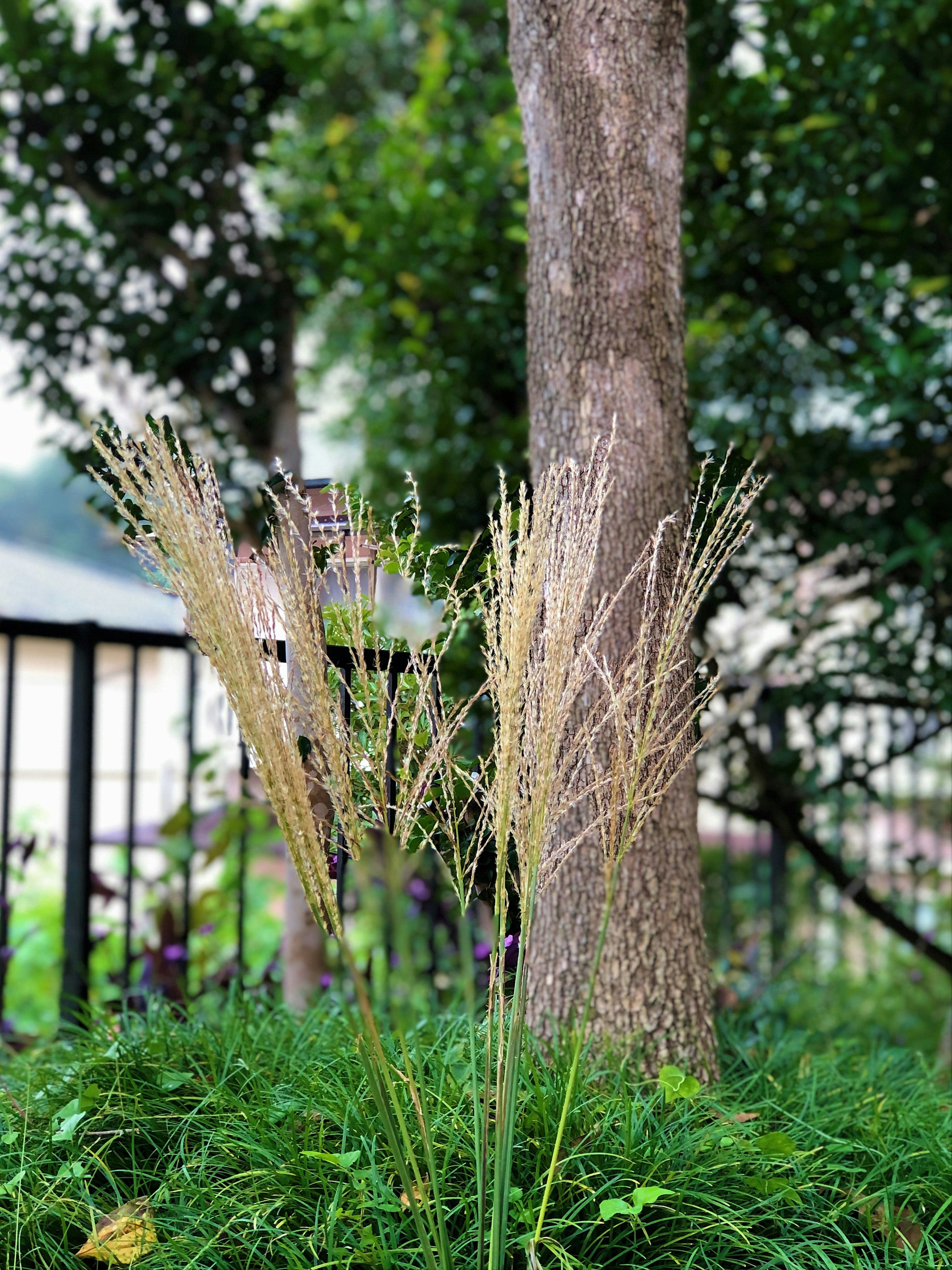 Herbe dorée se tenant près d'un arbre avec un arrière-plan vert