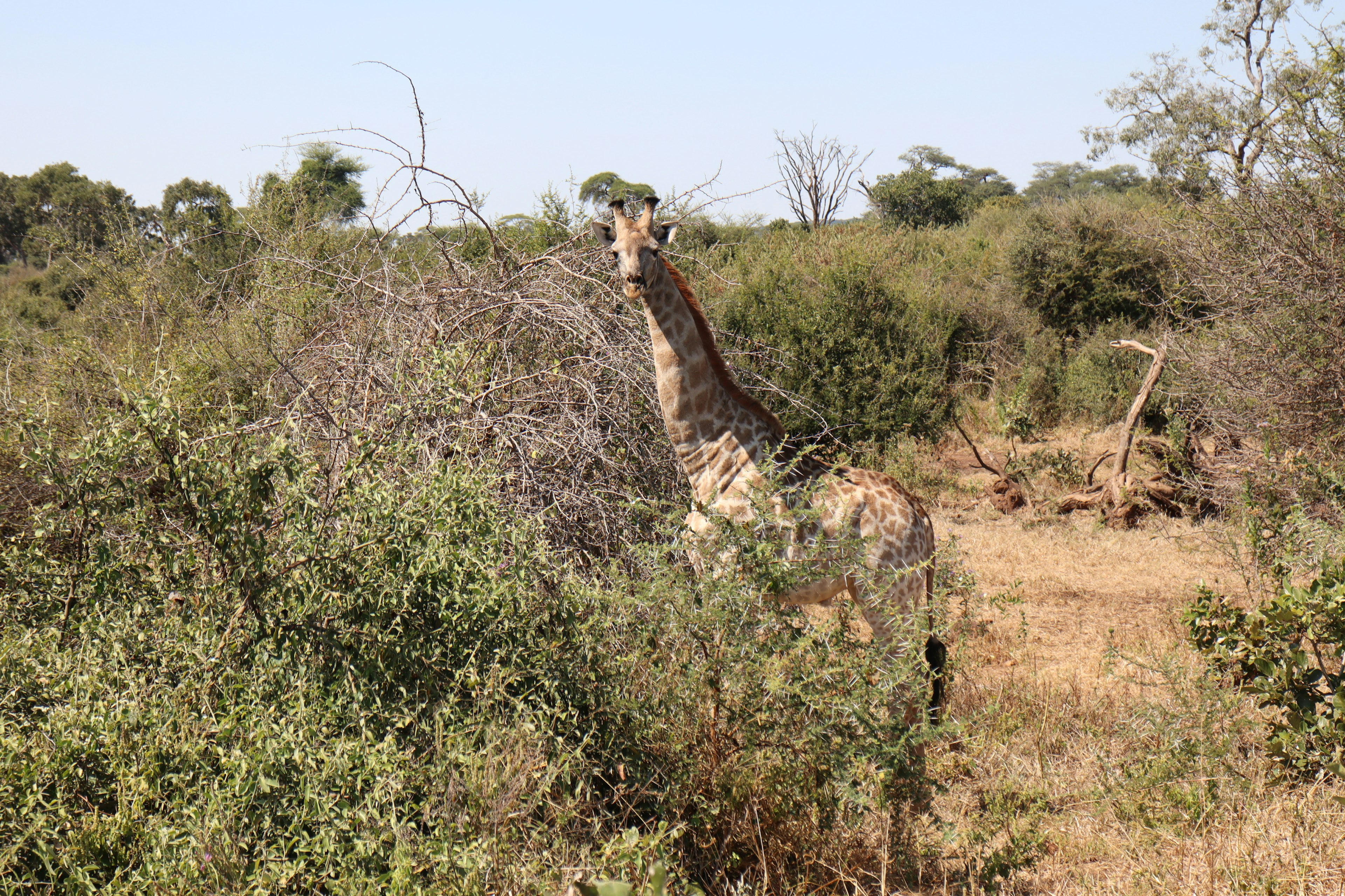 Eine Giraffe steht zwischen wildem Pflanzenbewuchs in einer Savannenlandschaft