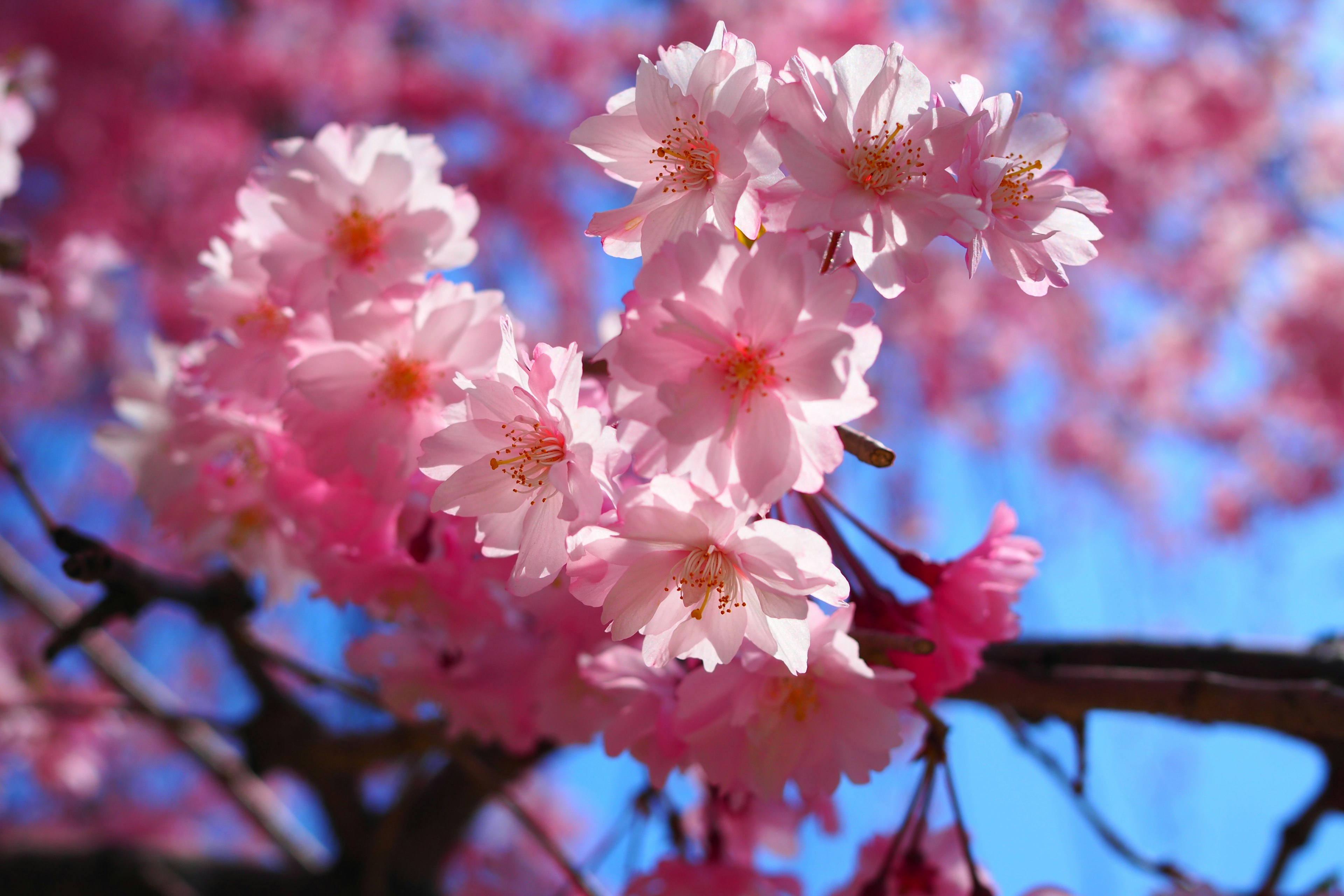 Bunga sakura yang indah mekar di bawah langit biru yang cerah