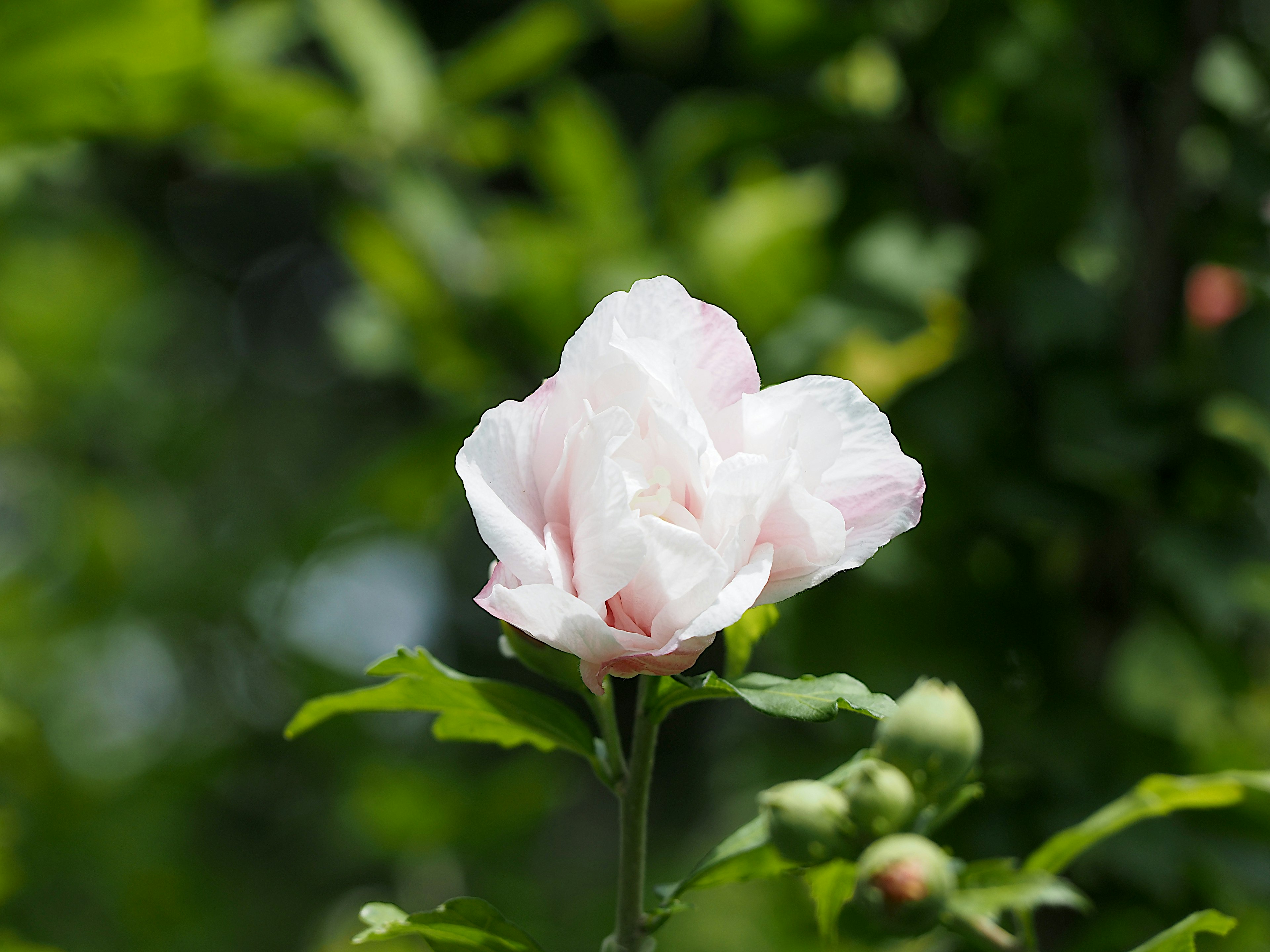 Un fiore rosa pallido circondato da foglie verdi